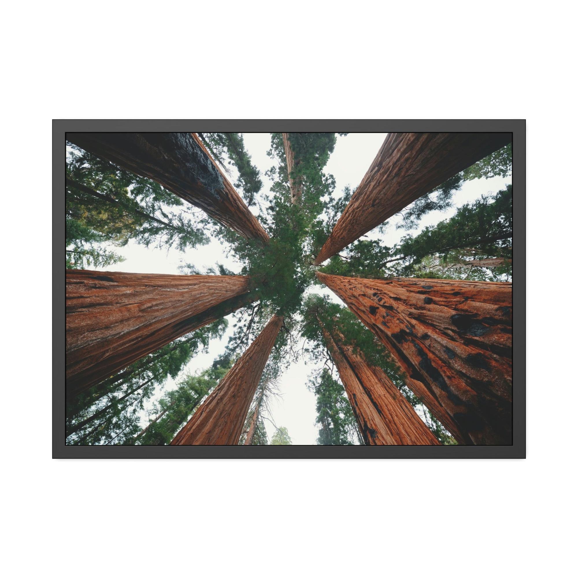 Nebulae Majestic Giants: Redwood Trees