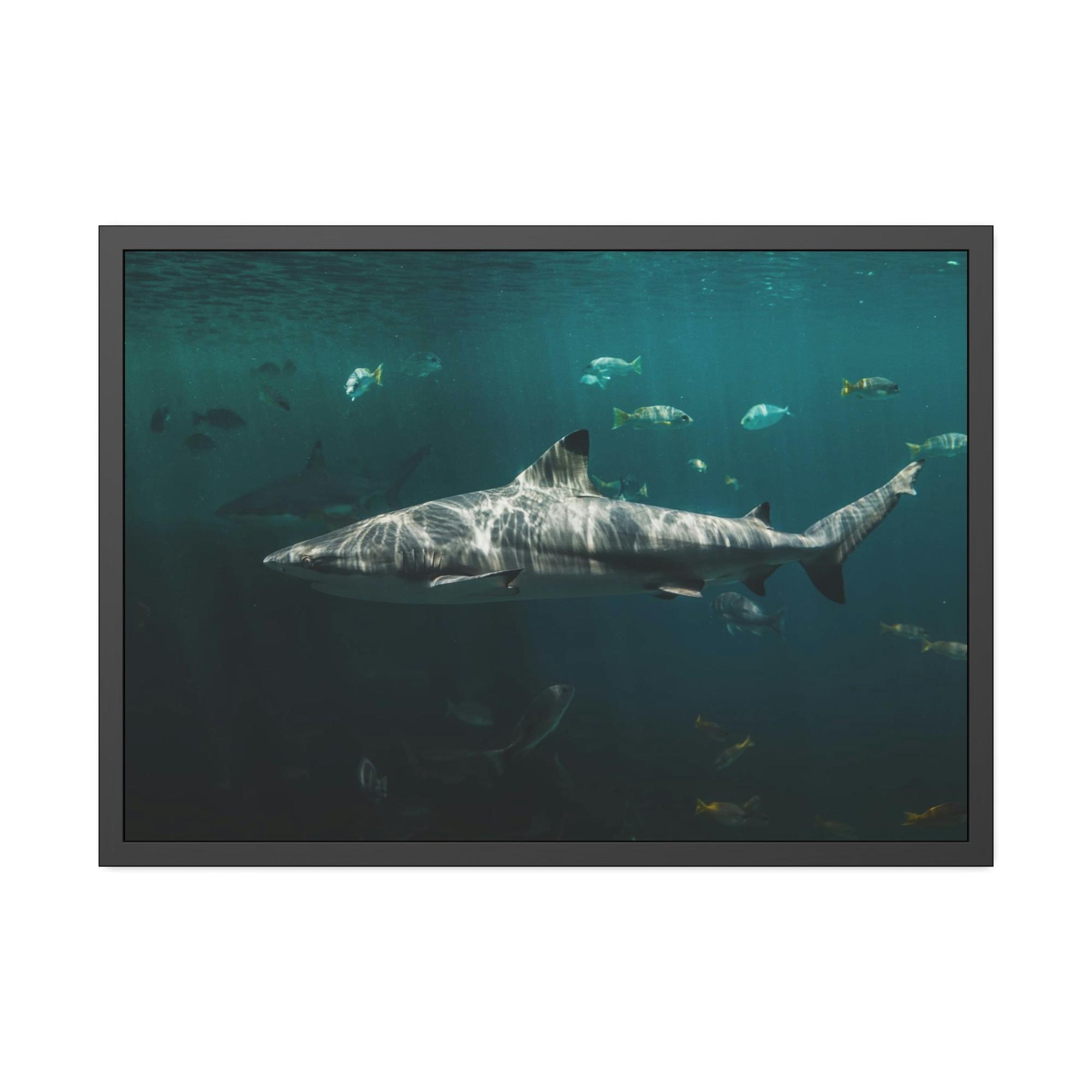 Sharks Silent Predators: Sharks' Haunting Canvas