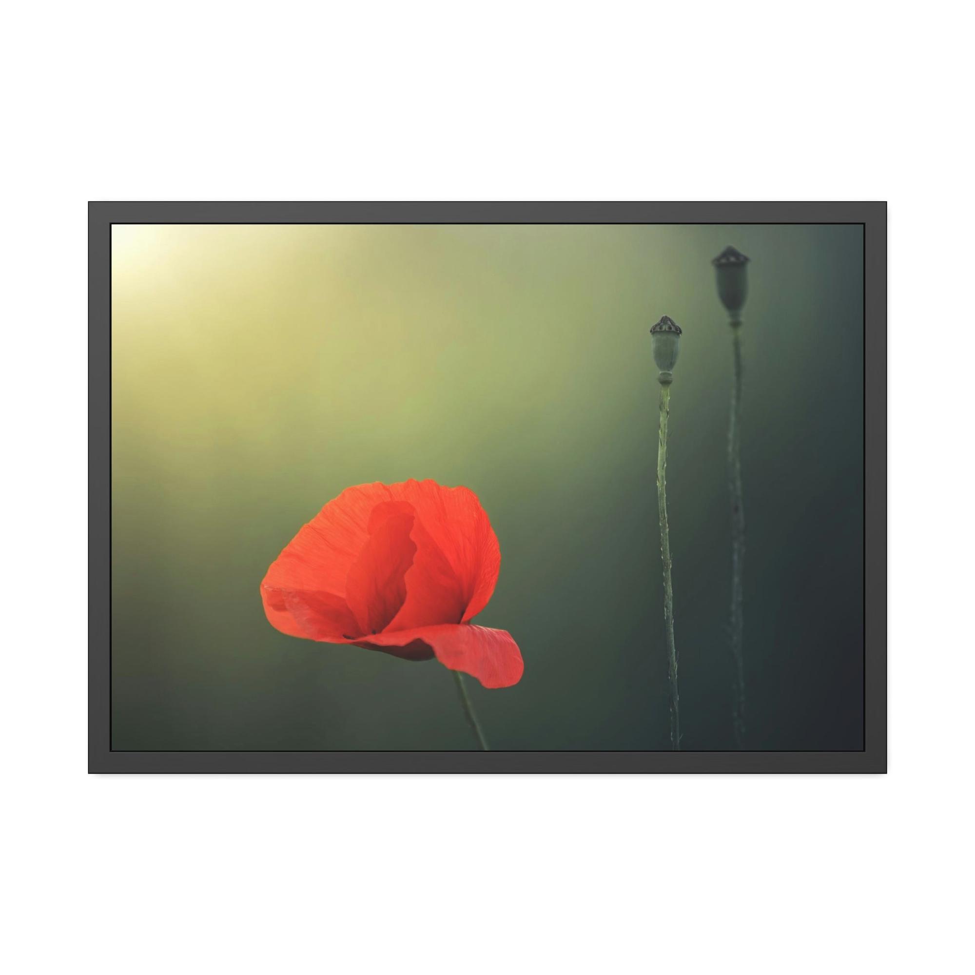 Poppies Pure and Simple: A Painting of a White Poppy as a Symbol of Purity
