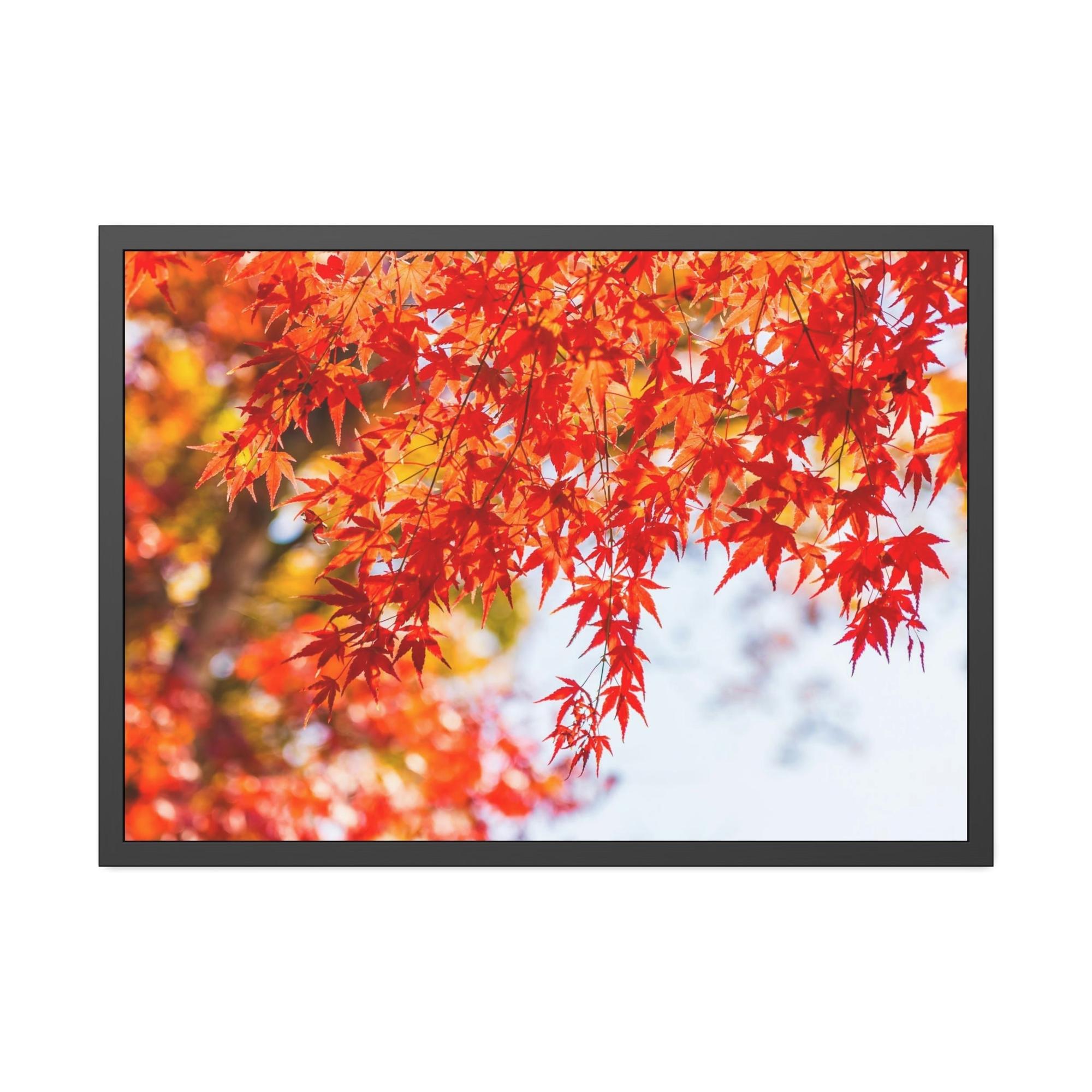 Maple Trees Shades of Red: Maple Trees in Fall