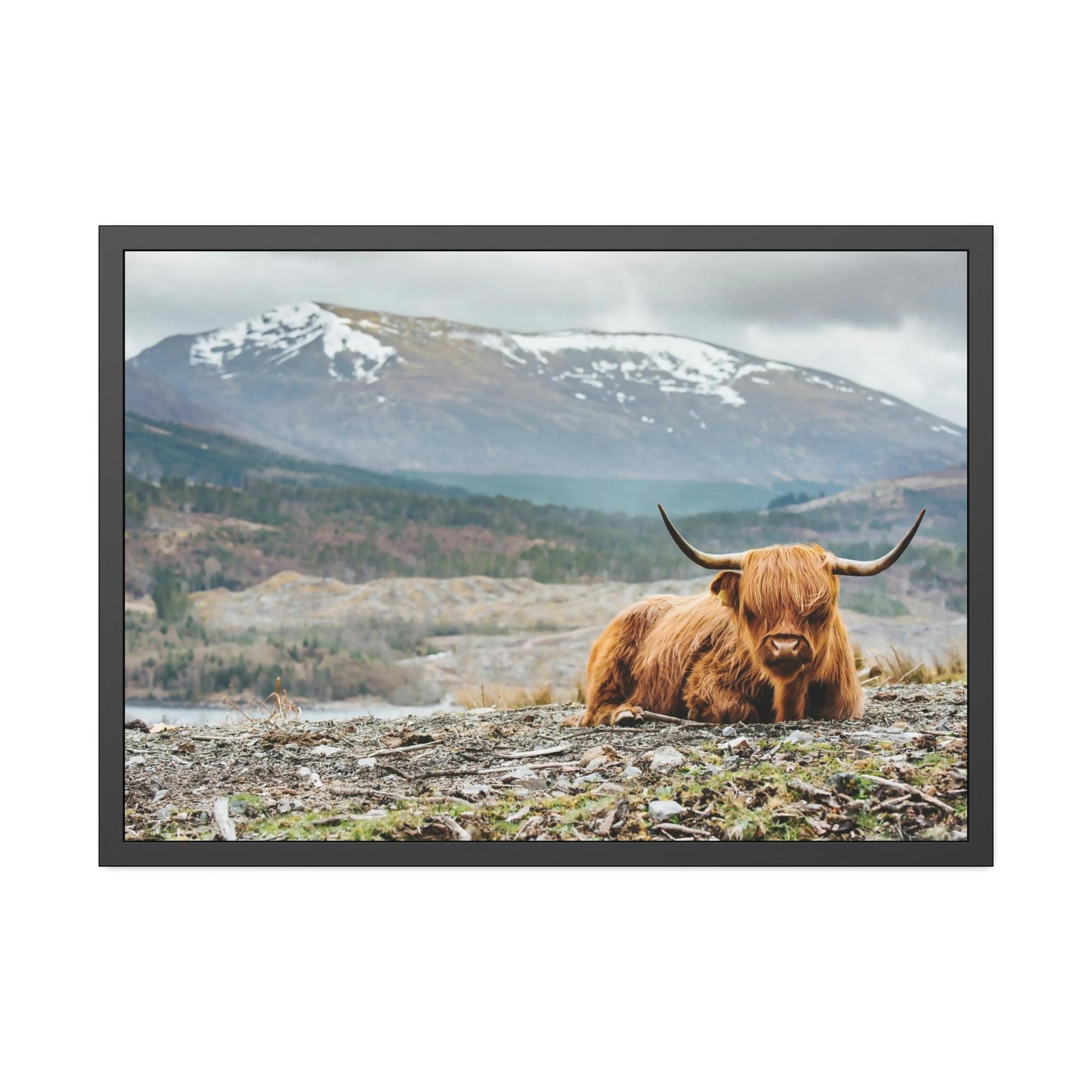 Highland Cow Highland Cow | Furry Cow in the Mountains | Art Canvas — Pixoram