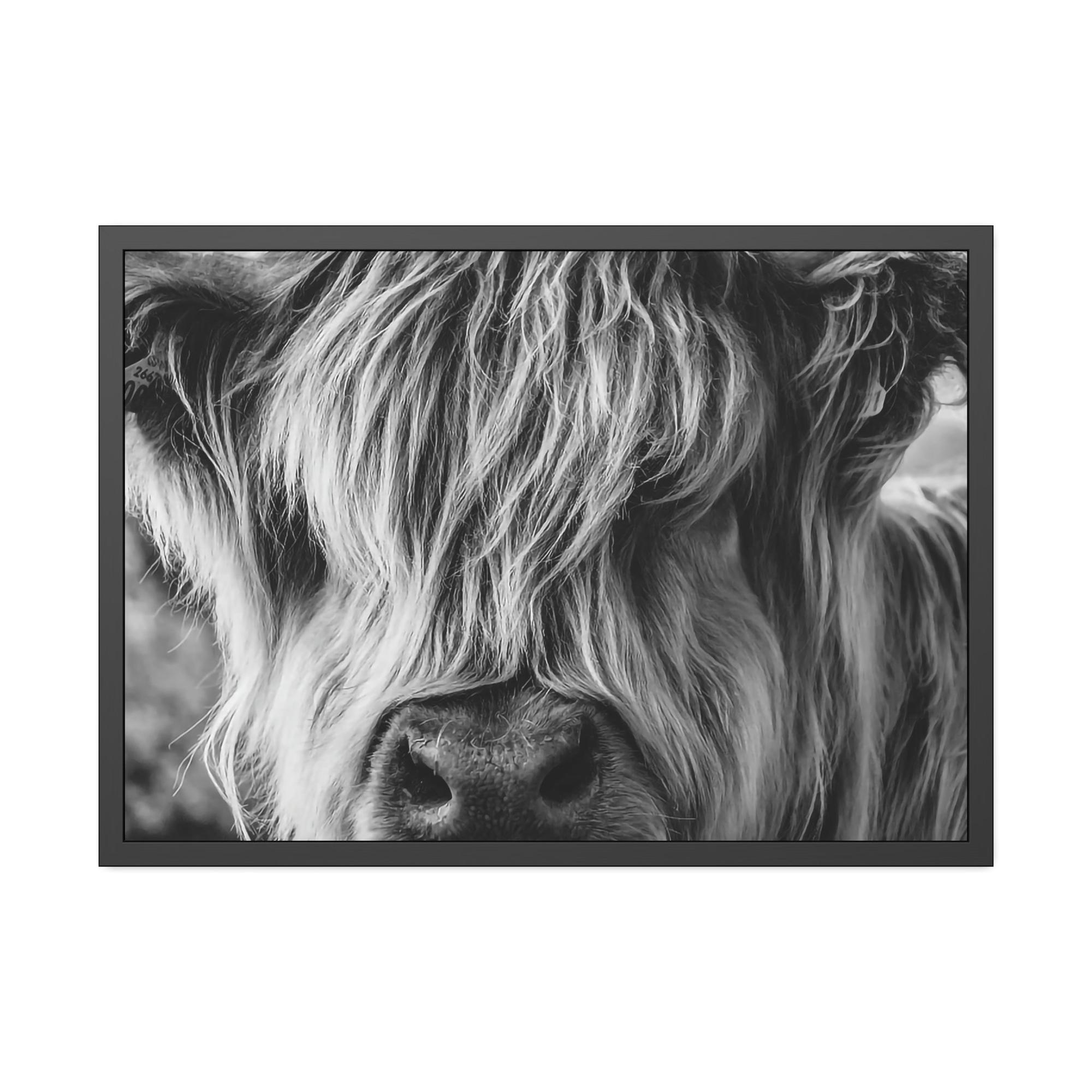undefined Highland Cow | Close-up View of Fluffy Buffalo on Canvas — Pixoram