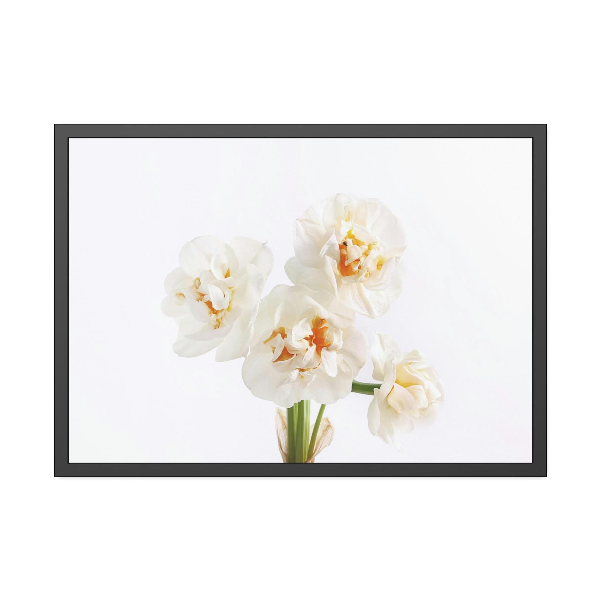 Daffodils Daffodil Harmony: A Peaceful Palette