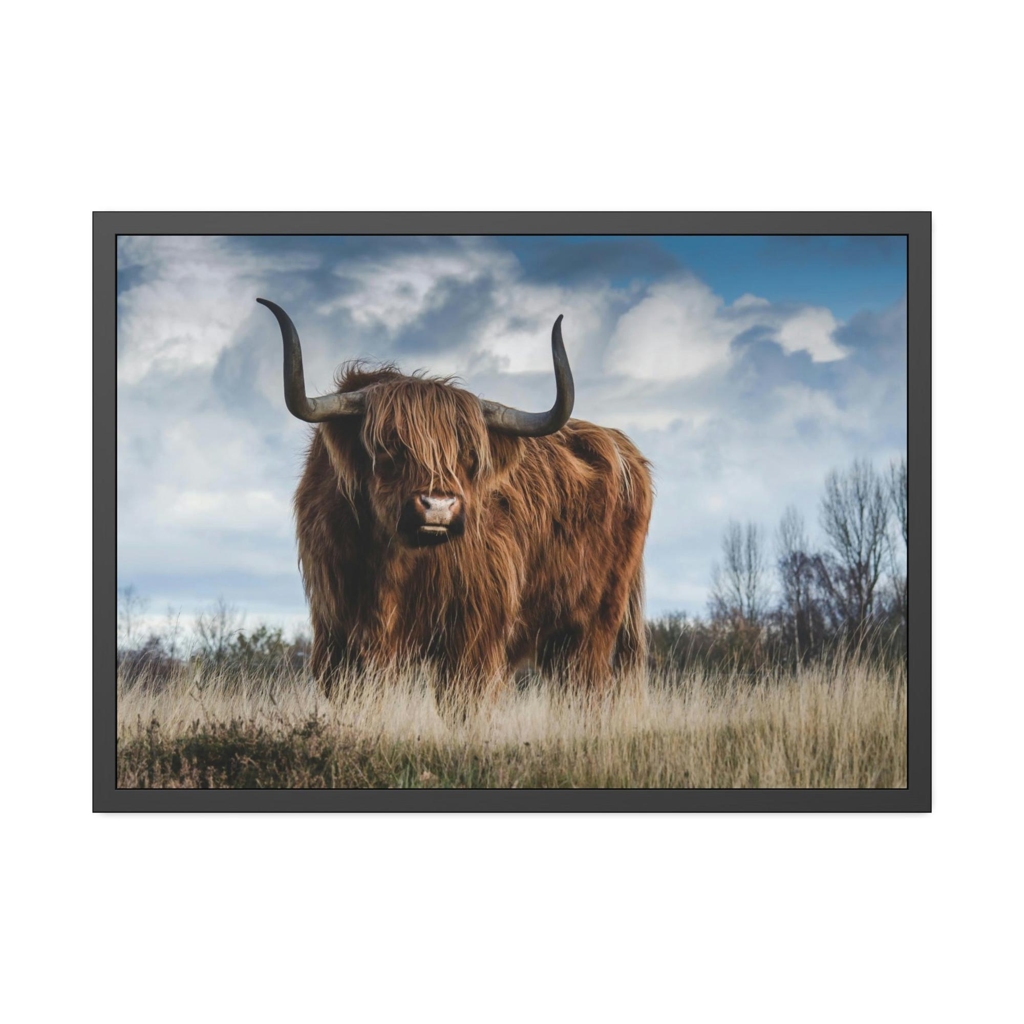Highland Cow Scottish Long Haired Cattle - Wall Art - Highland Cow | Animals Art