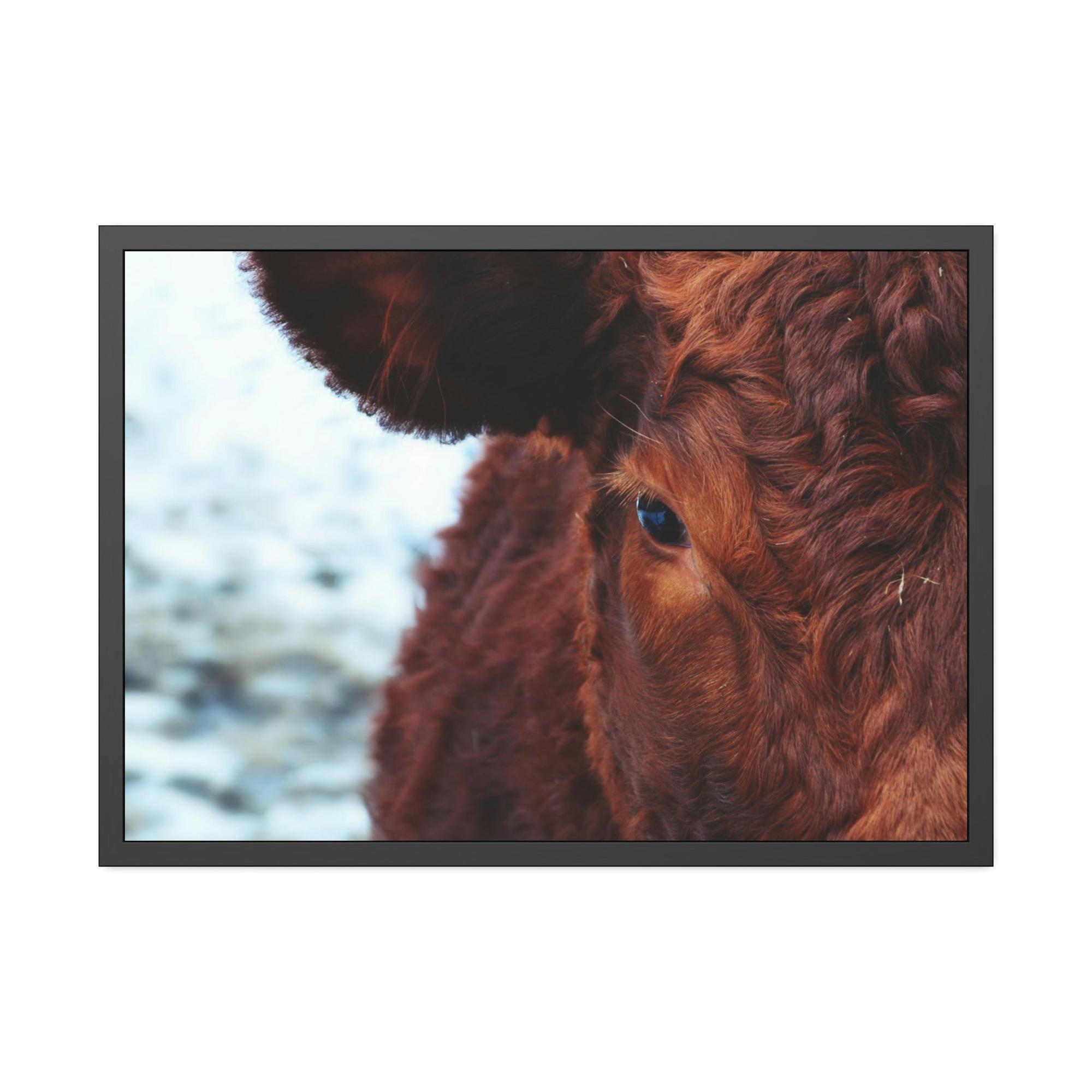 Highland Cow Nelore Cattle Brazil - Wall Art - Wall Art - Animal Canvas
