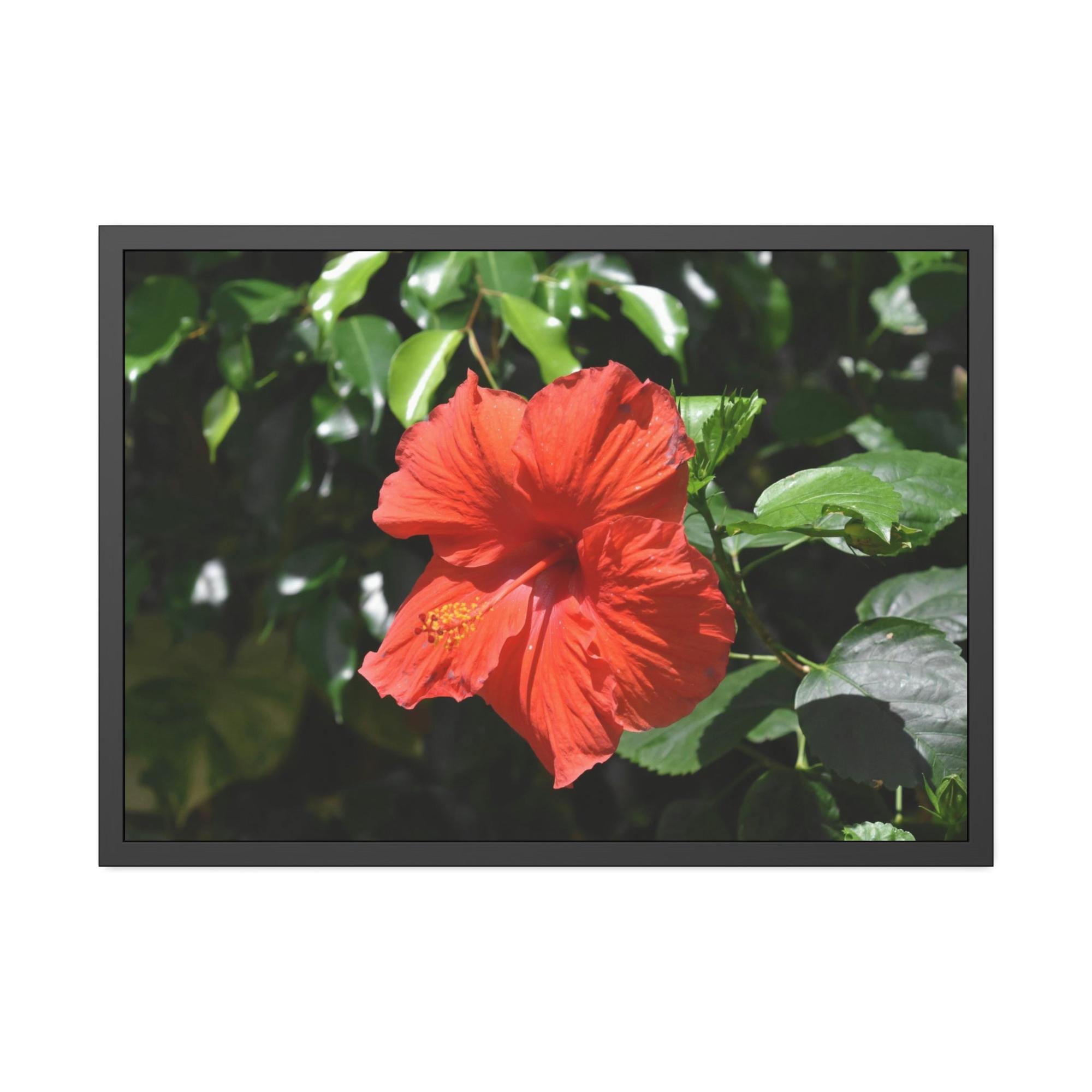 Hibiscuses The Charismatic Hibiscuses: A Vivid Showcase of Nature's Grace and Elegance