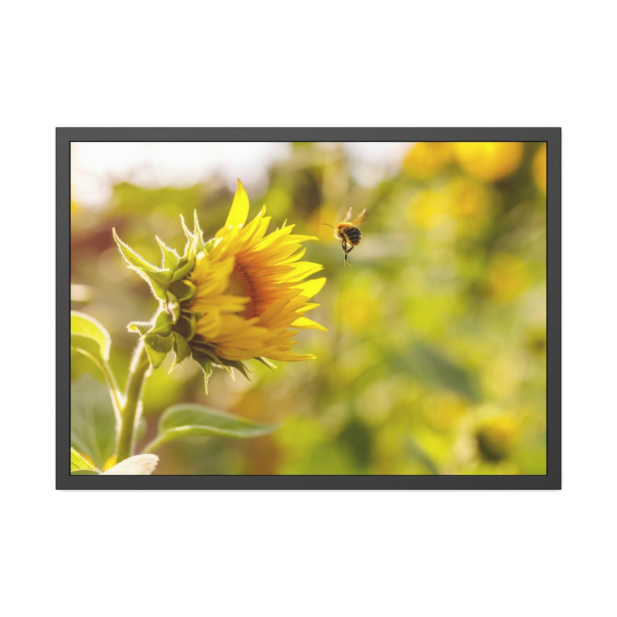 Sunflowers Blooming Sunshine: A Breathtaking and Inspiring Vision of Nature's Delight
