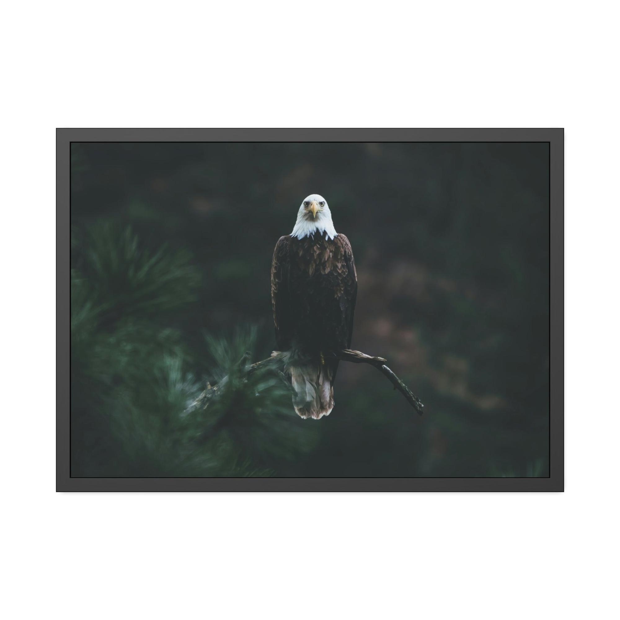 Eagles Eagle's Serenity: Canvas Print, Capturing their Tranquil and Regal Aura