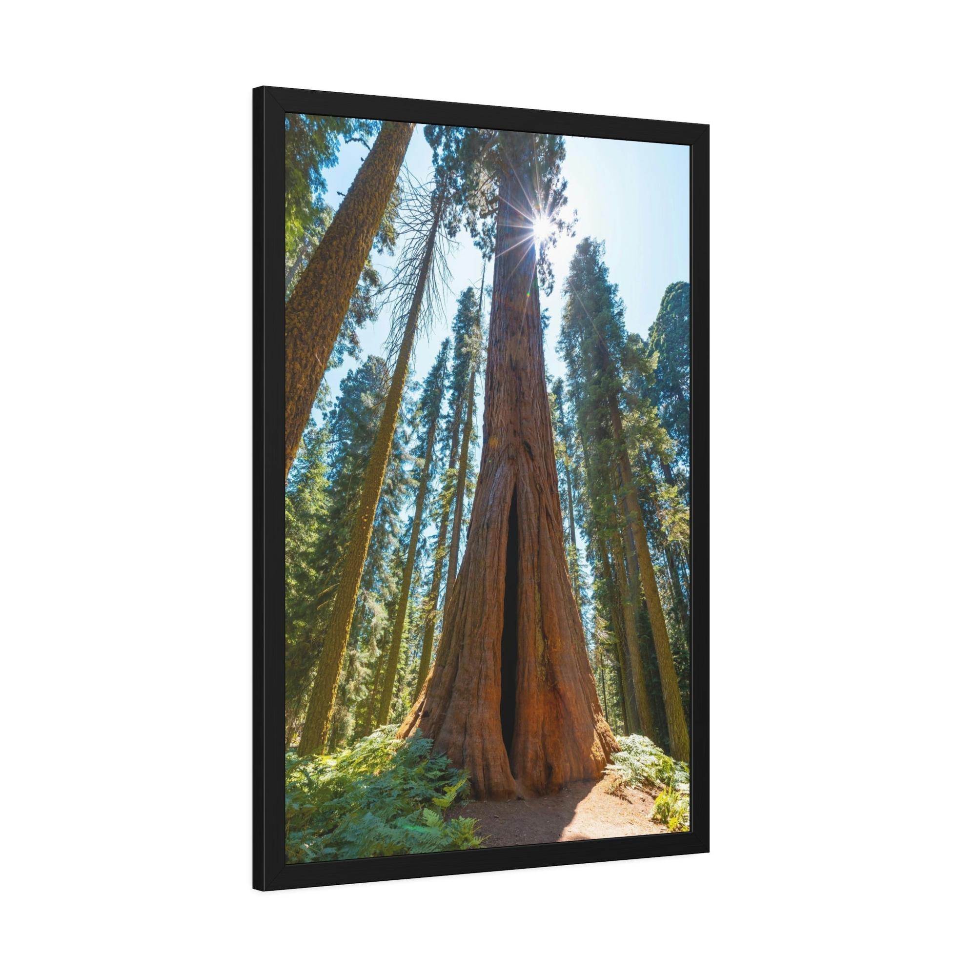 Redwood Trees Whispers from the Forest: Redwood Trees