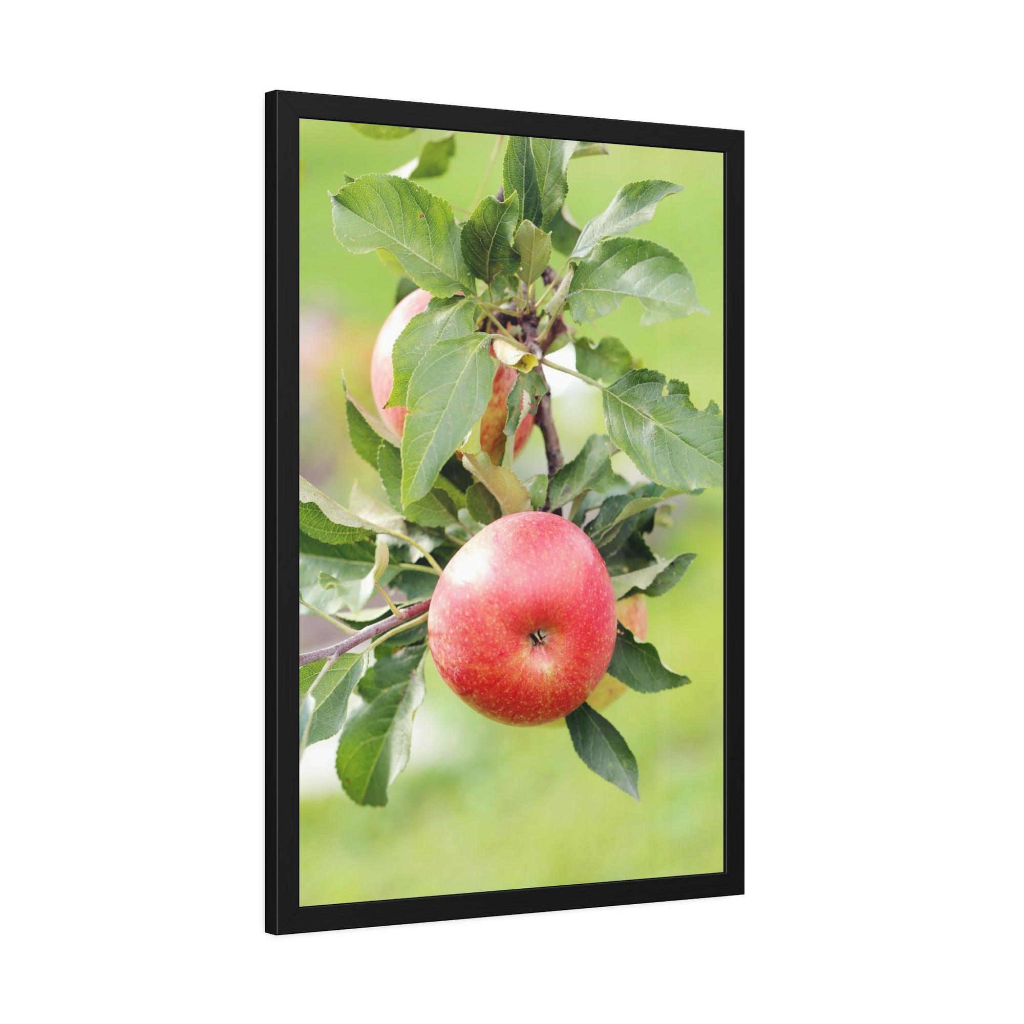 Apple Trees Harvest Time: Artistic Print on Canvas of Apple Trees in Autumn