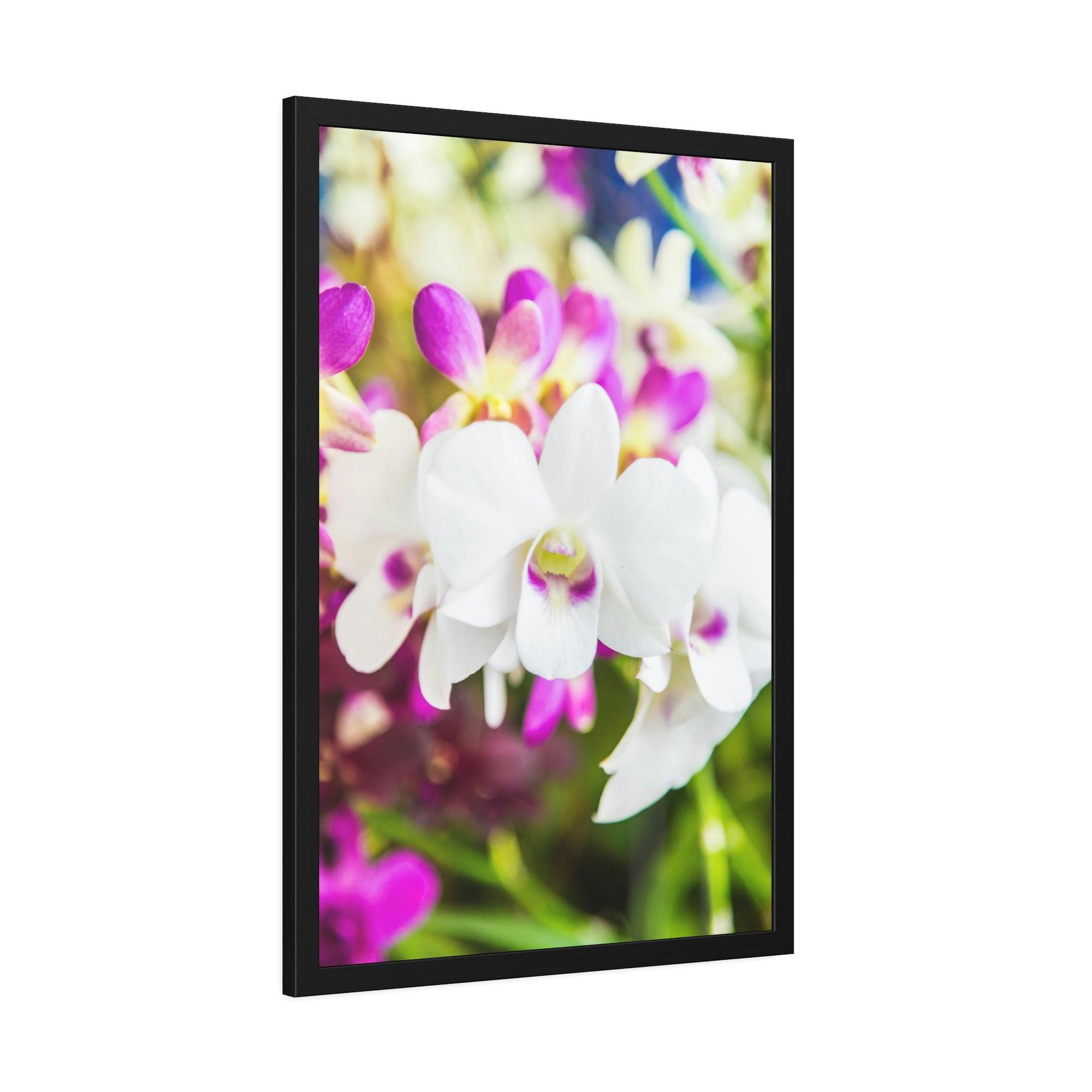 Orchids Orchid Garden: A Colorful Canvas Escape