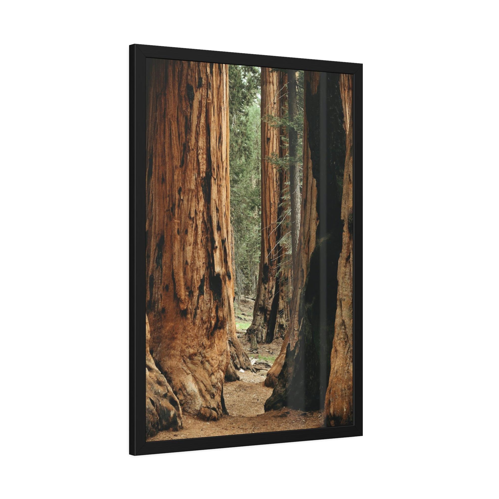 Trees Woodsy Whispers: A Peaceful Journey Through a Forest's Secrets