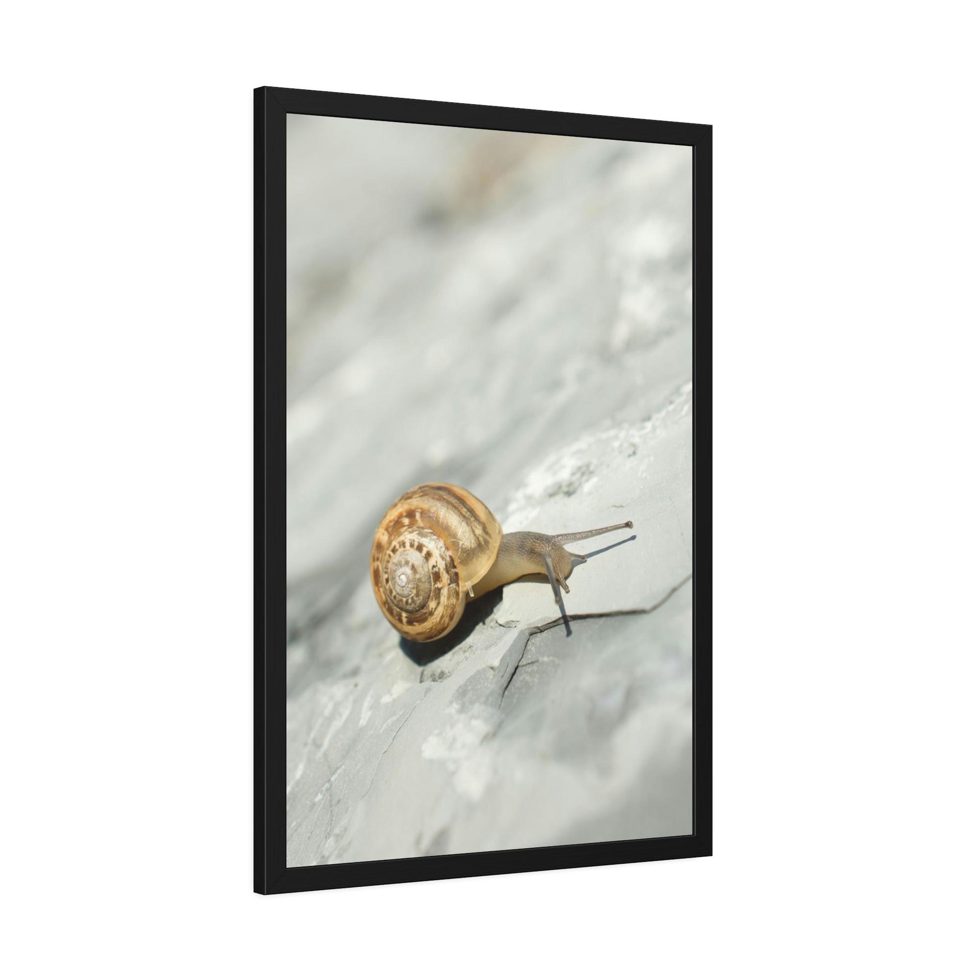 Snails A Snail's World: Life in Slow Motion