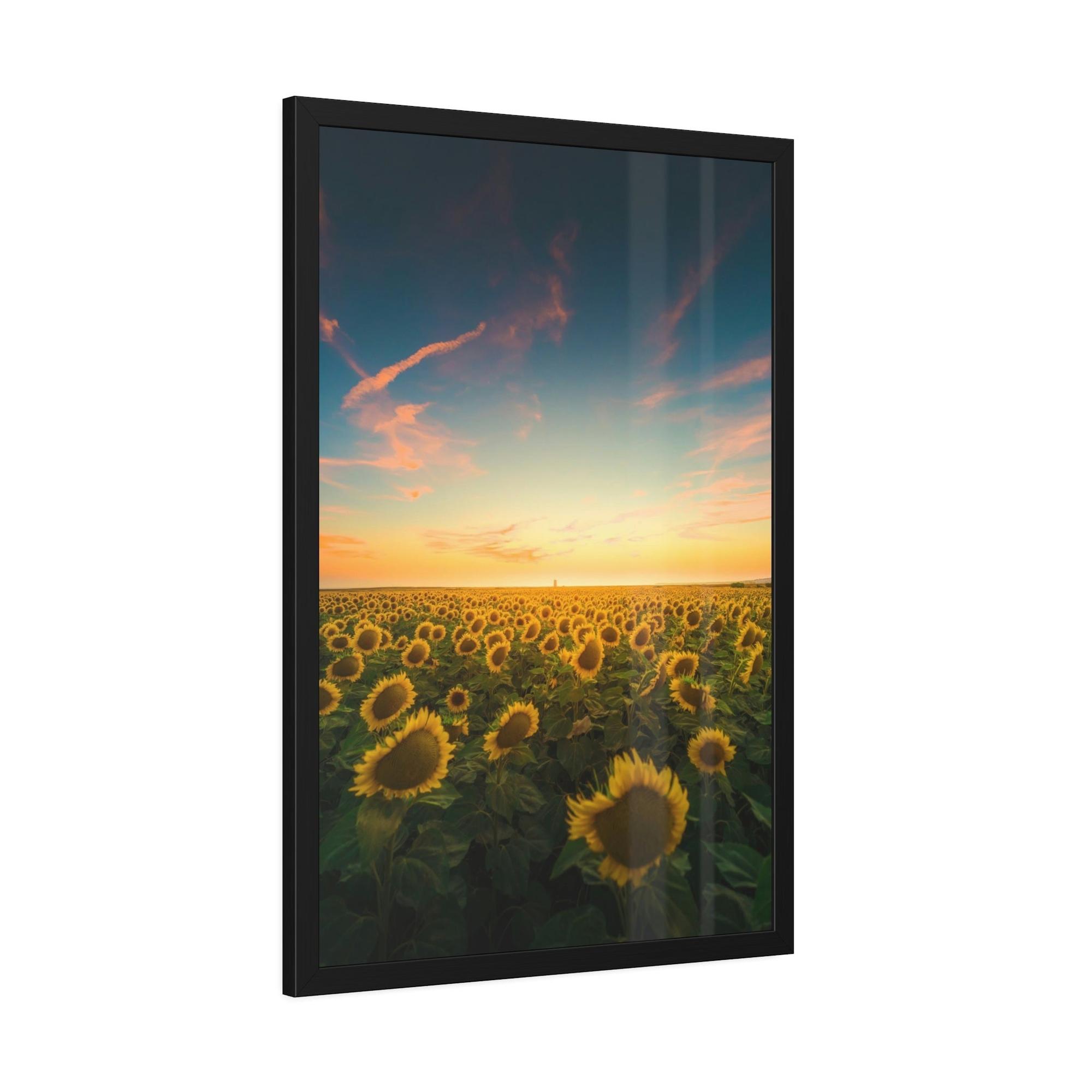 Sunflowers Radiant Rays: A Mesmerizing and Luminous Portrait of Sunflowers' Glory
