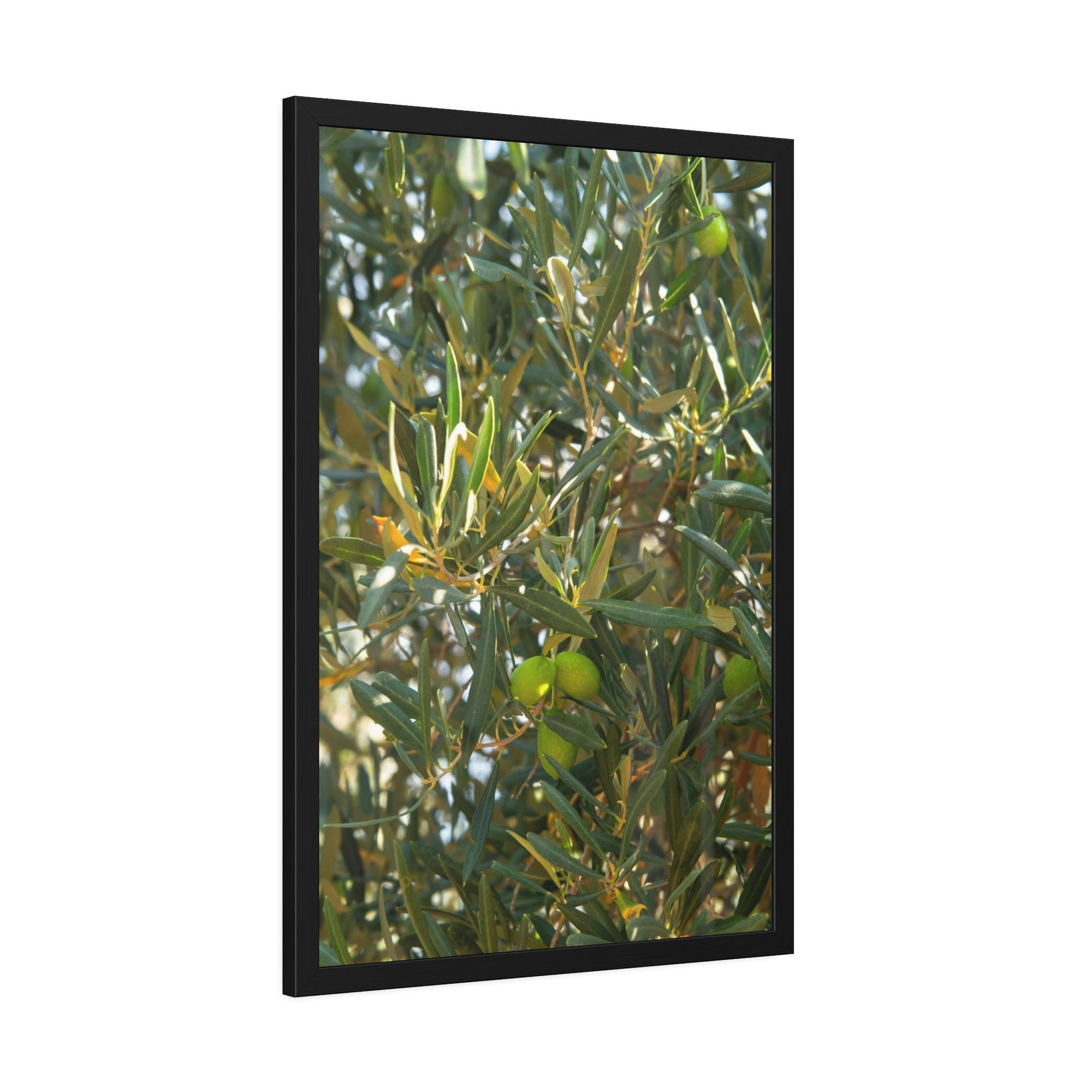 Olive Trees Mediterranean Groves: A Lush and Vibrant Ode to the Olive Trees of the South