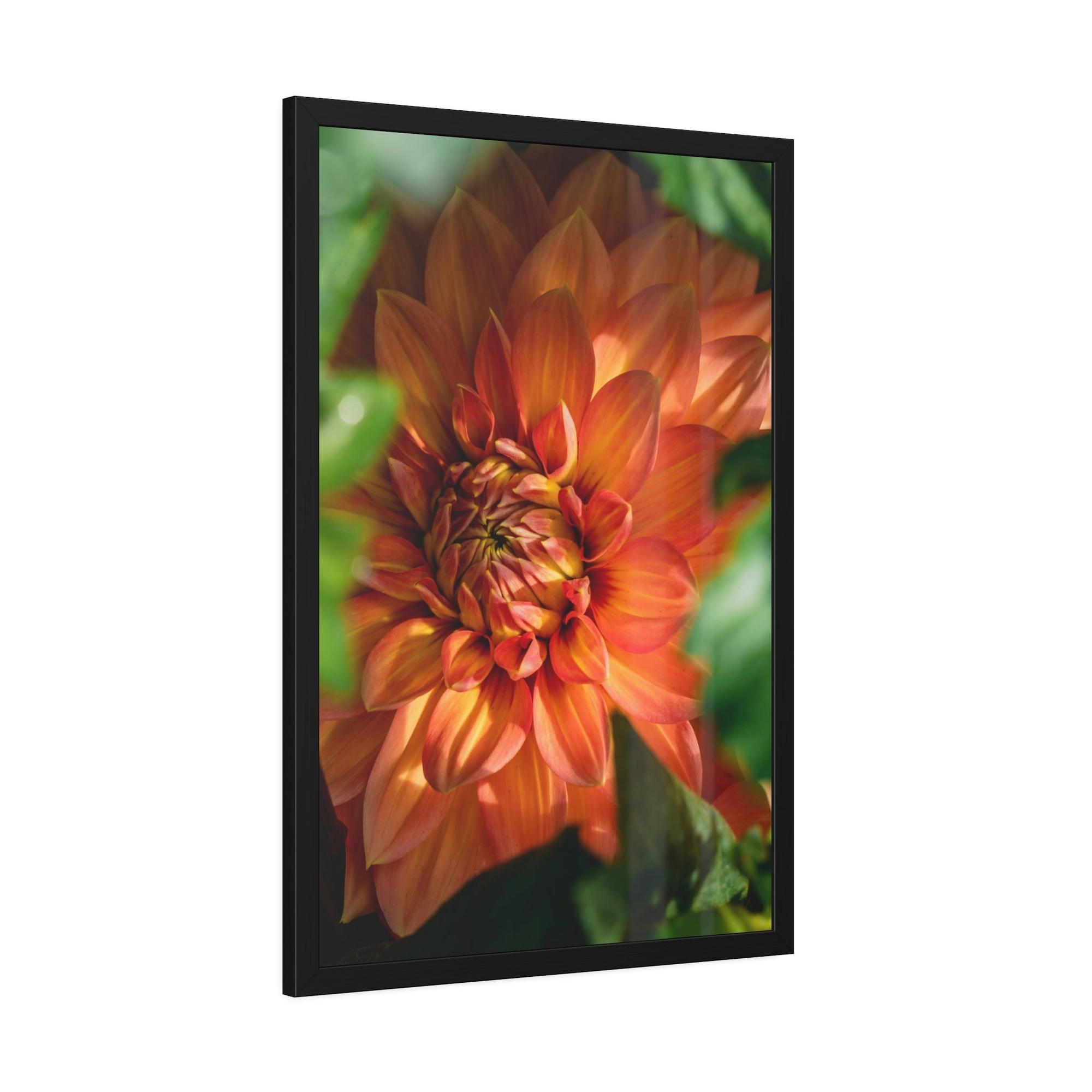 Dahlias The Majesty of Dahlias: A Wall Art Print of These Gorgeous Blooms