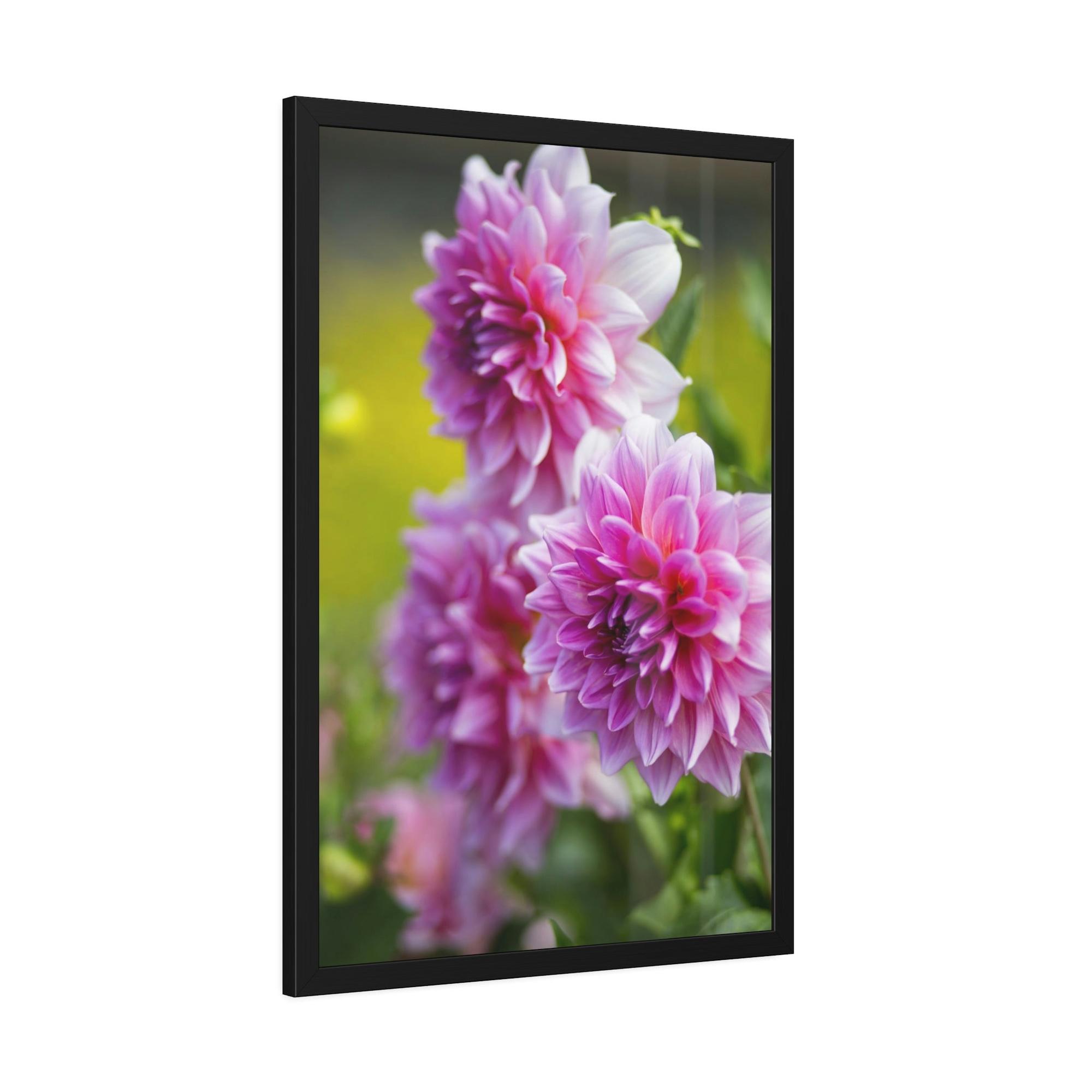 Dahlias Elegant Blooms: A Framed Canvas of Beautiful Dahlia Blossoms