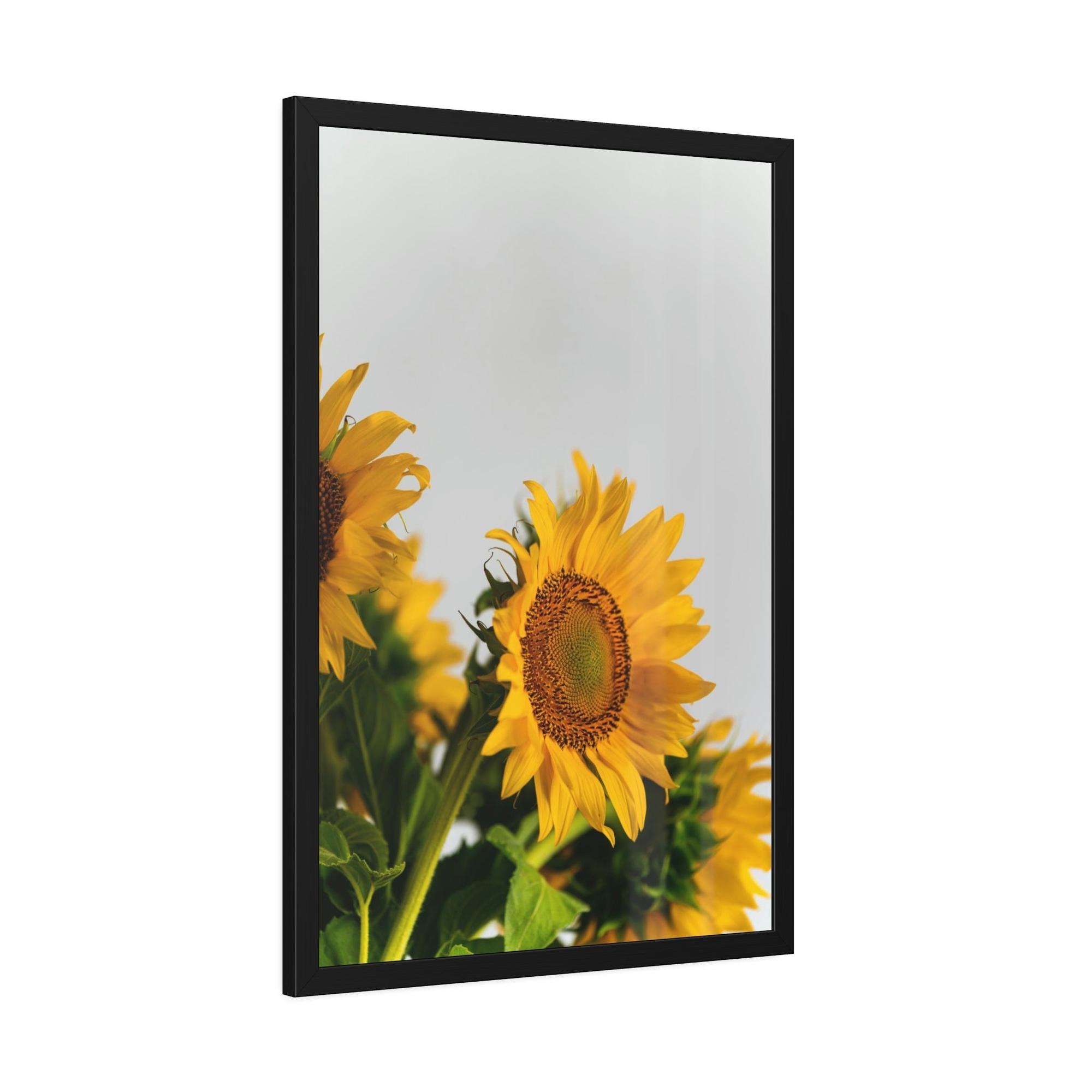 Sunflowers Sunny Delight: A Blissful and Cheerful Glimpse into the Beauty of Sunflowers