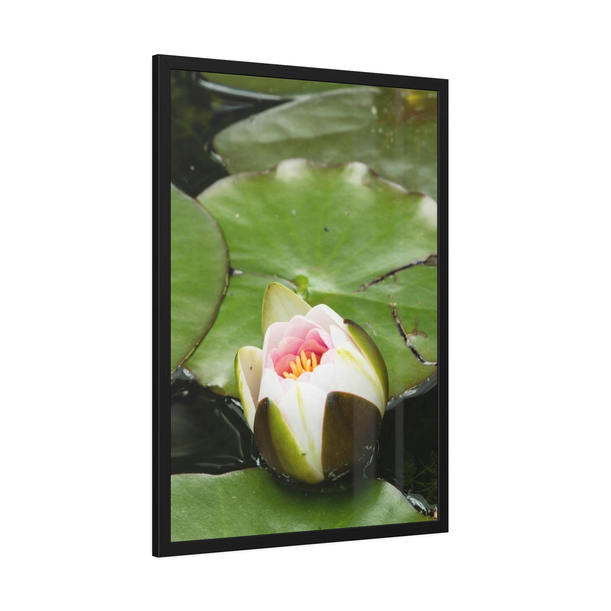 Lilies & Waterlily Serene Reflections: Lilies on Water