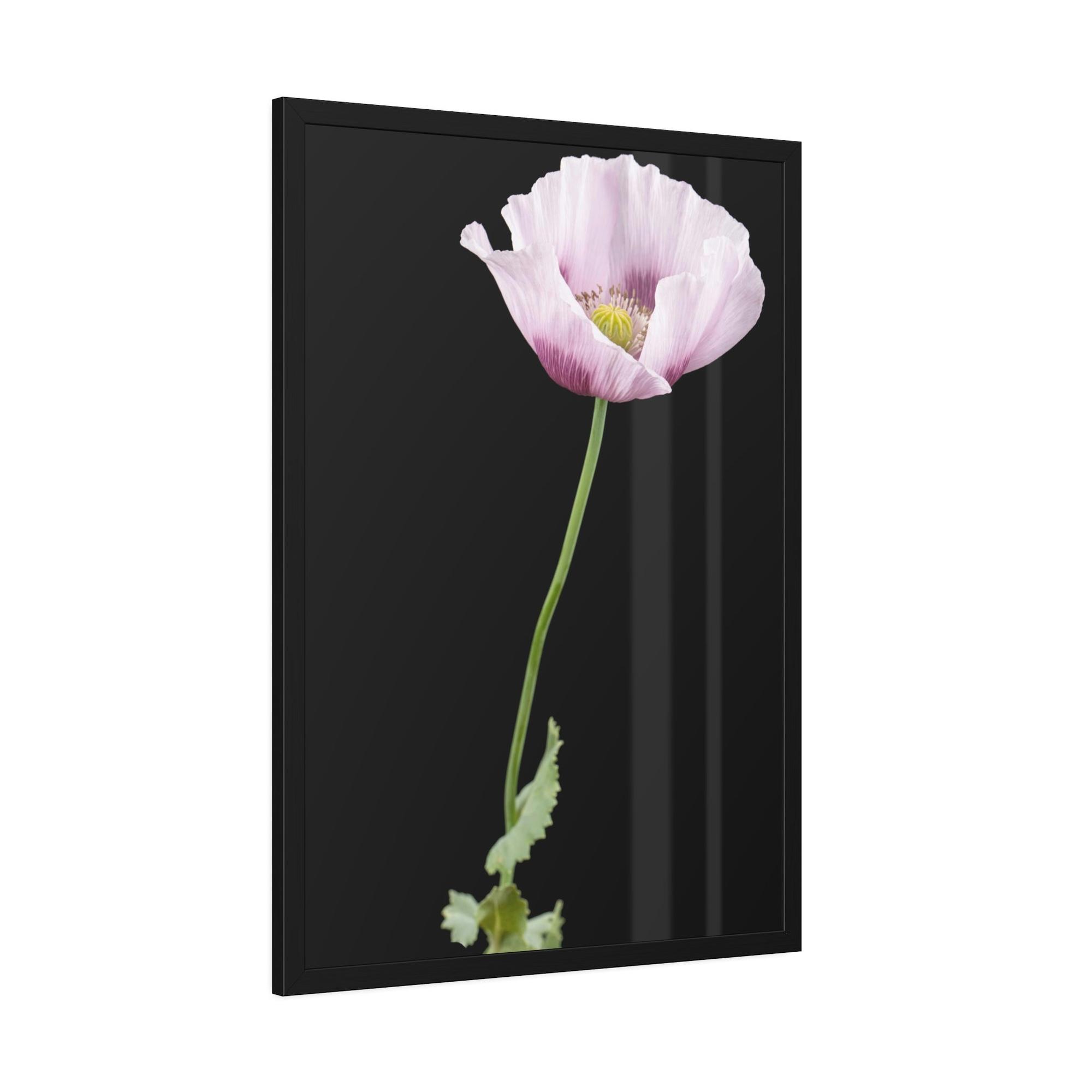 Poppies Petals of Passion: A Painting of Poppies as a Symbol of Love