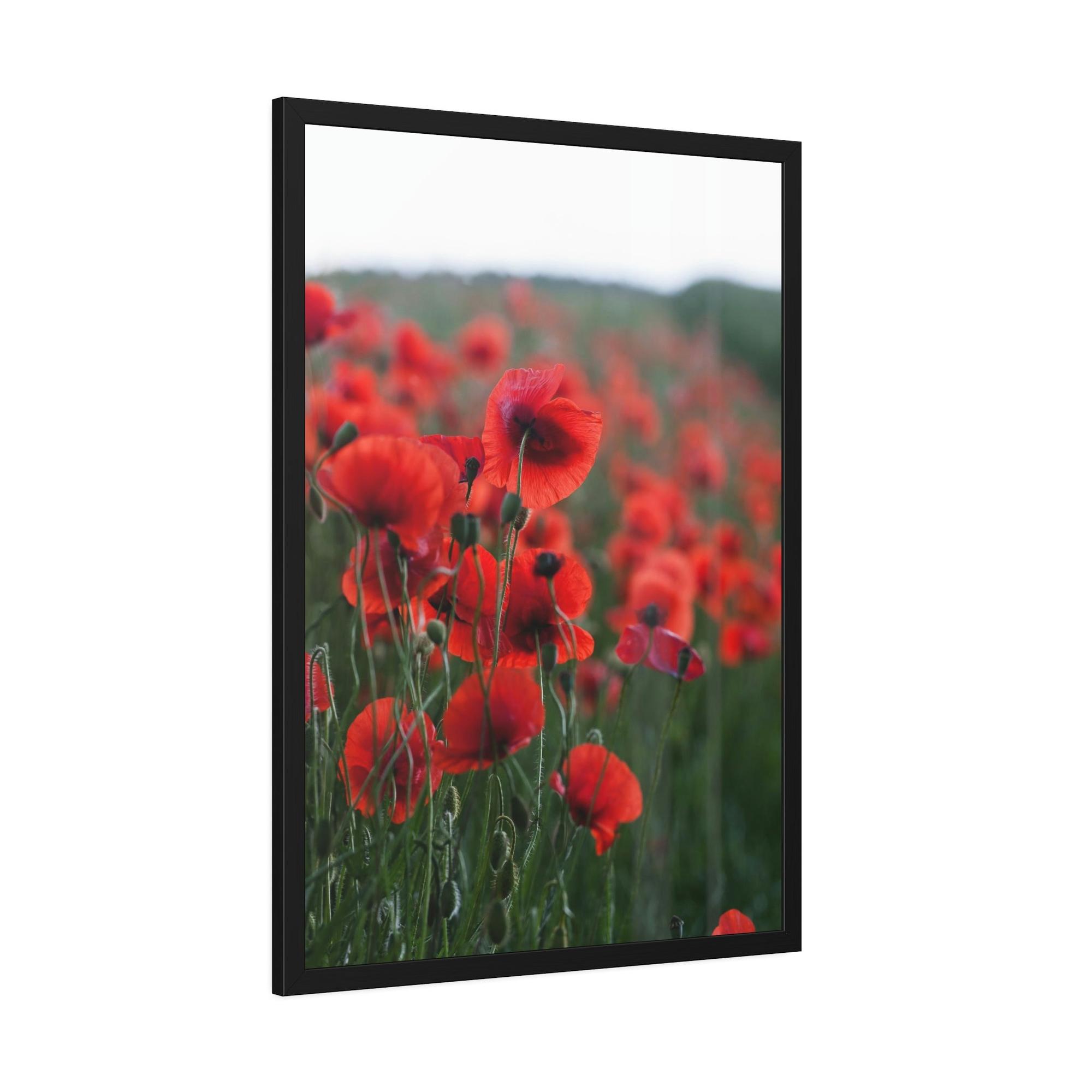 Poppies Fields of Red: A Painting of Poppies in Bloom
