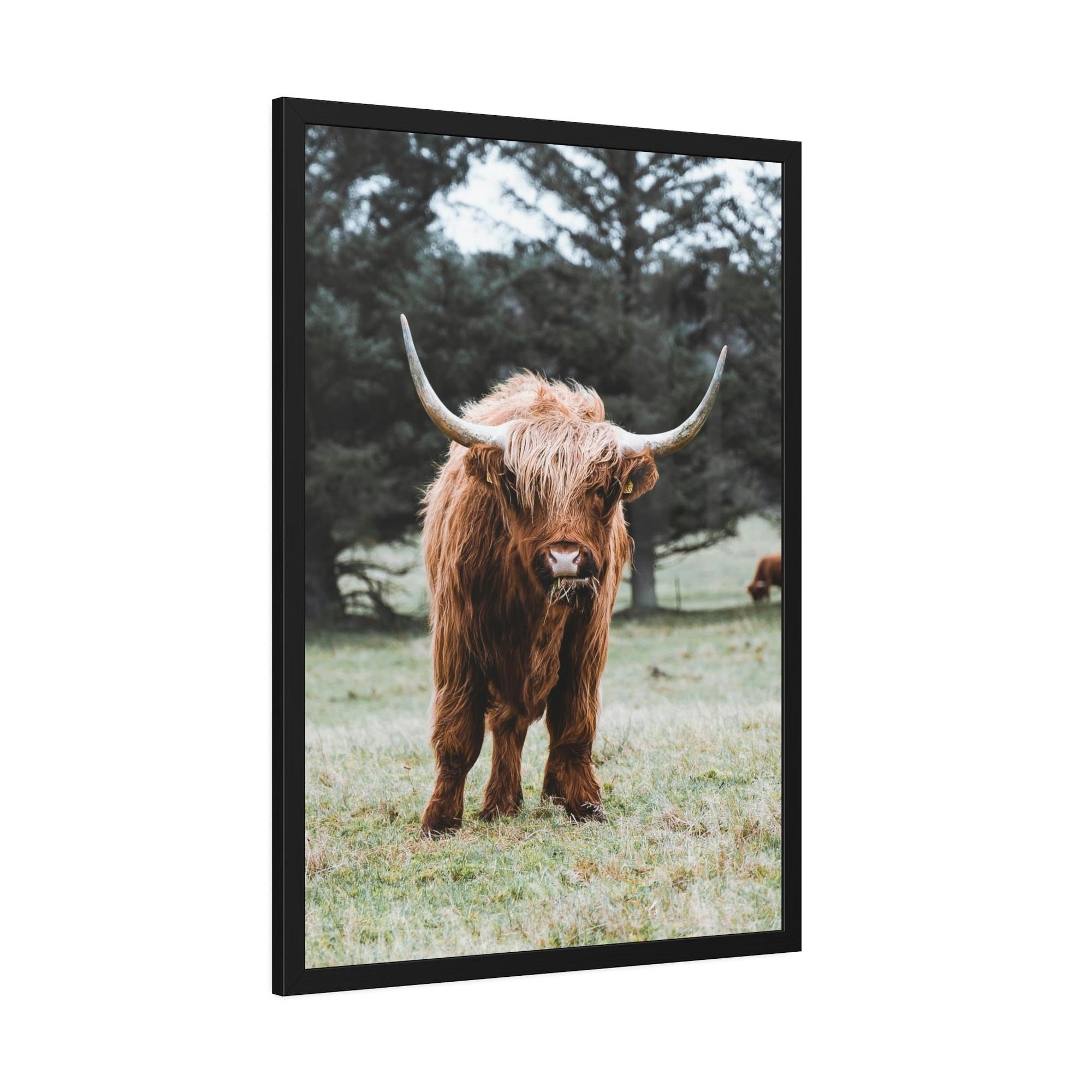 Highland Cow Scottish Cattle Breeds - Wall Art  | Animals Art