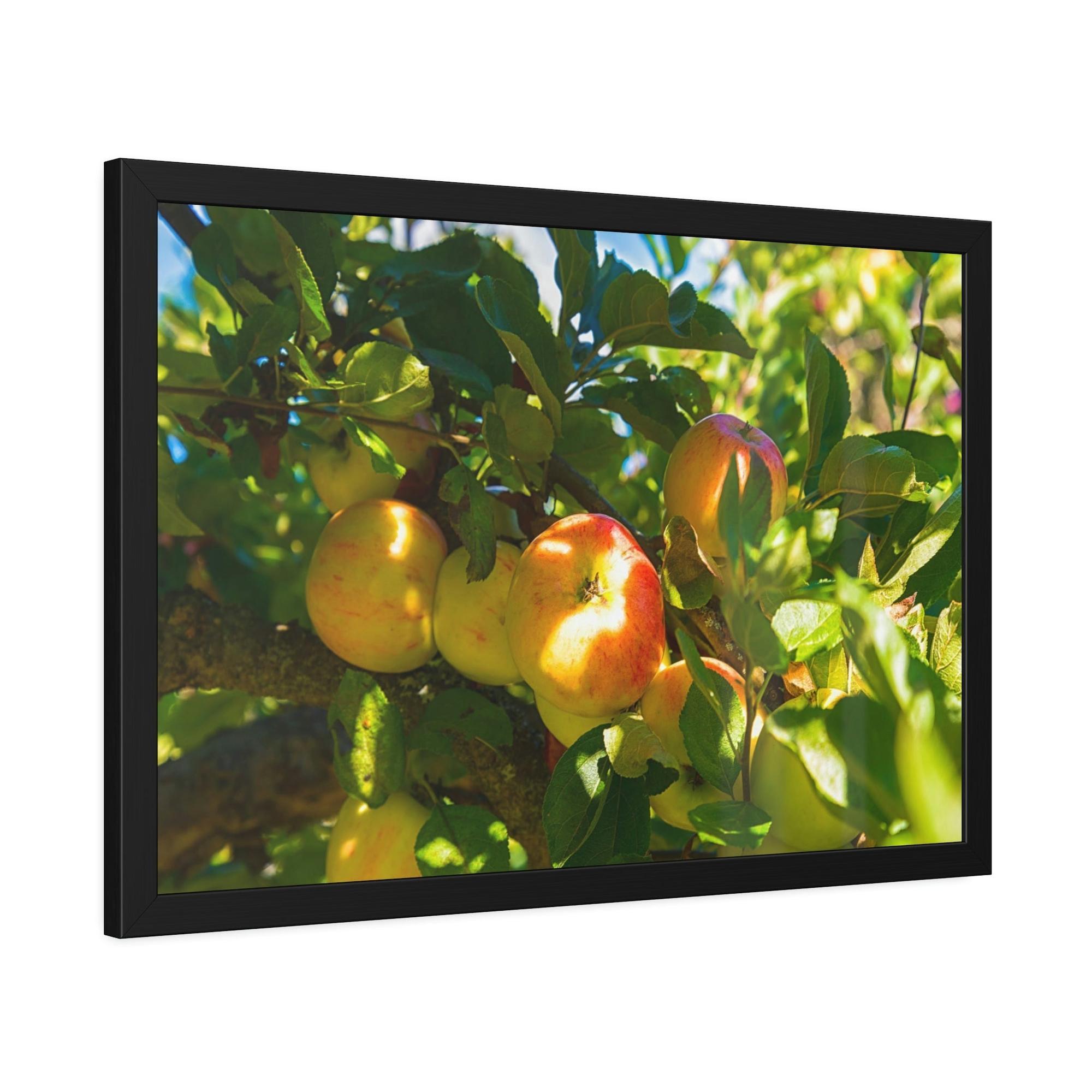 Apple Trees Serene Orchard: Framed Canvas & Poster of Apple Trees on a Sunny Day