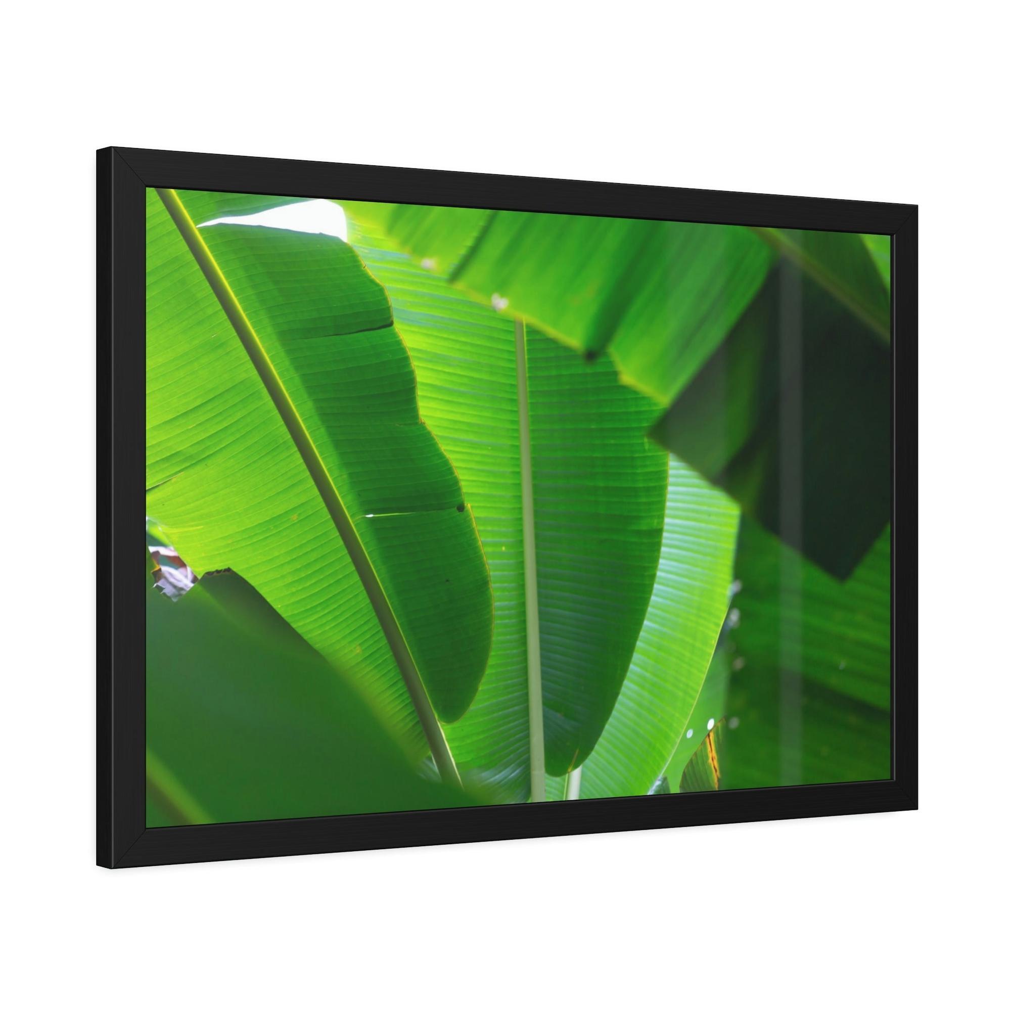 Banana Trees Exotic Foliage: Framed Poster of a Lush Banana Grove