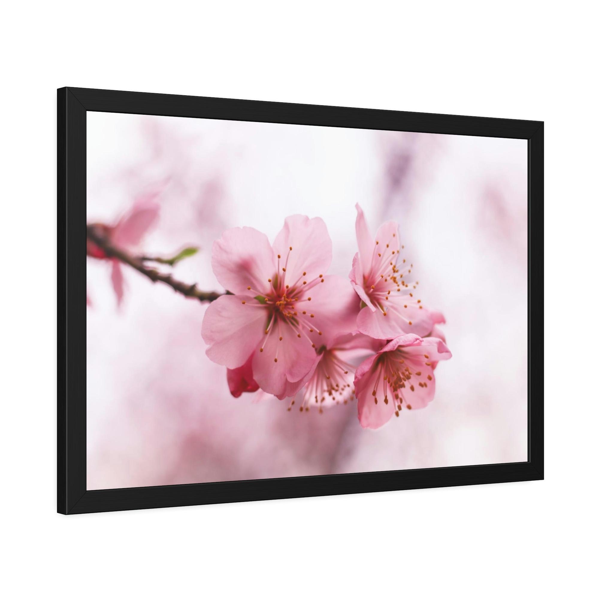 Cherry Blossoms Japanese Garden: Cherry Blossoms on Natural Canvas