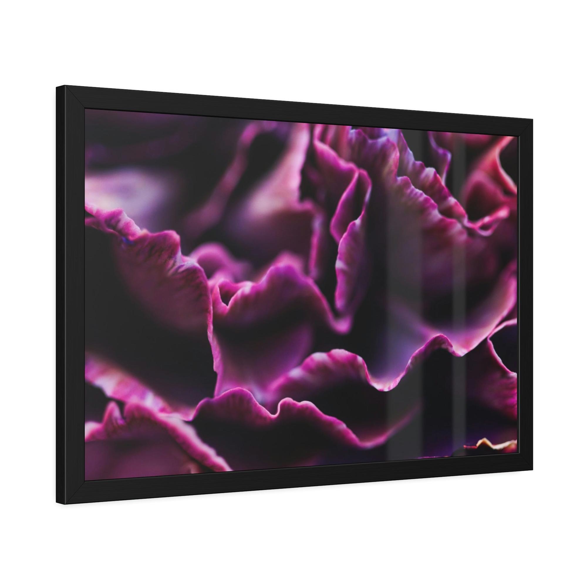 Carnations Colorful Petals: Framed Canvas and Wall Art of Carnations for Your Walls