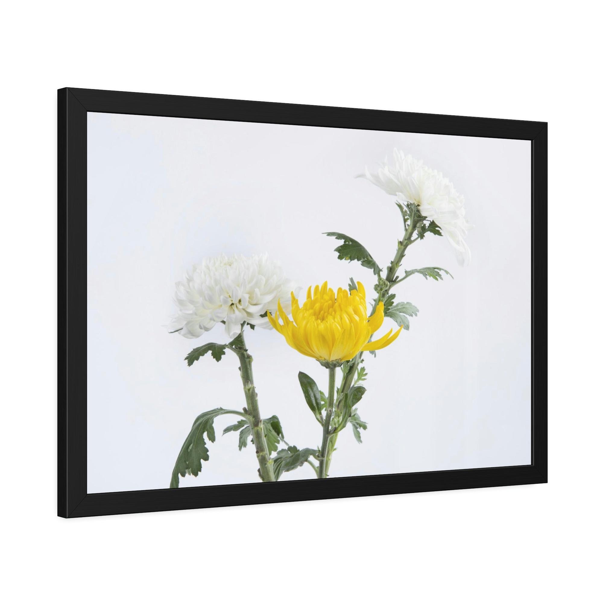 Chrysanthemums Floral Bliss: Poster & Canvas Art with Joyful Chrysanthemum Bouquet