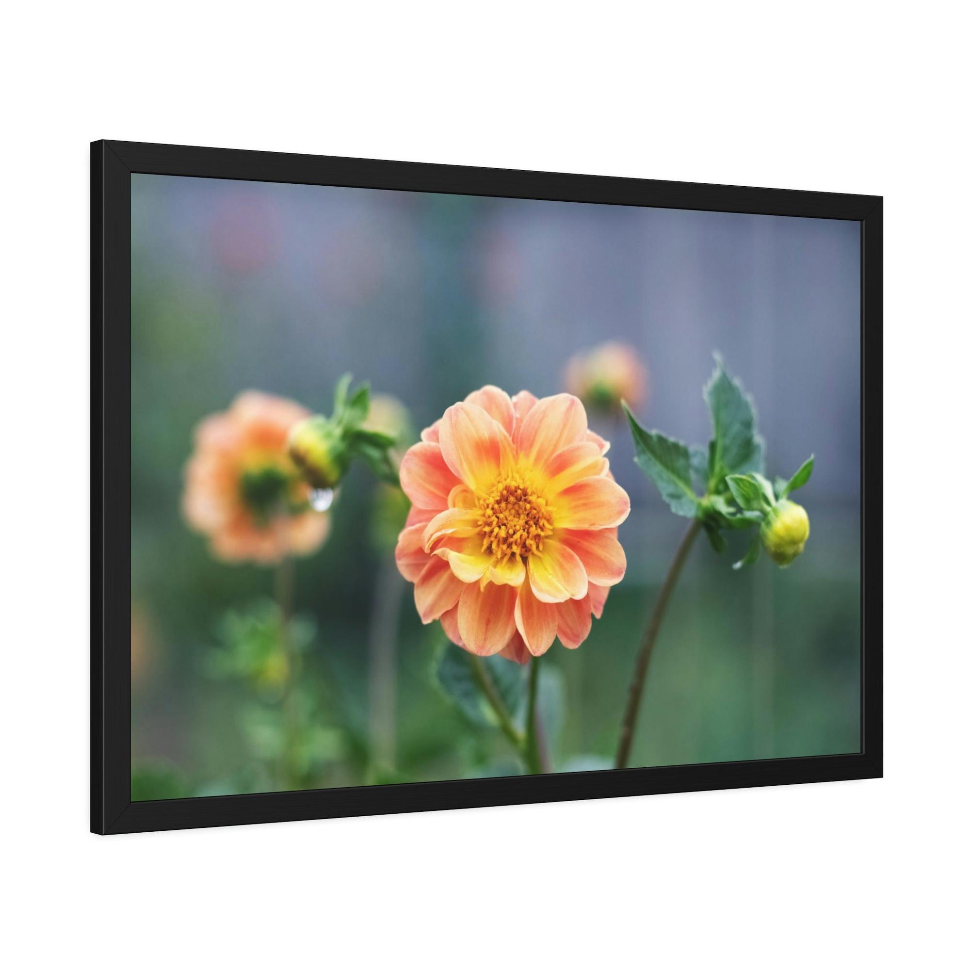 undefined The Joy of Dahlias: A Poster of These Bright and Beautiful Flowers