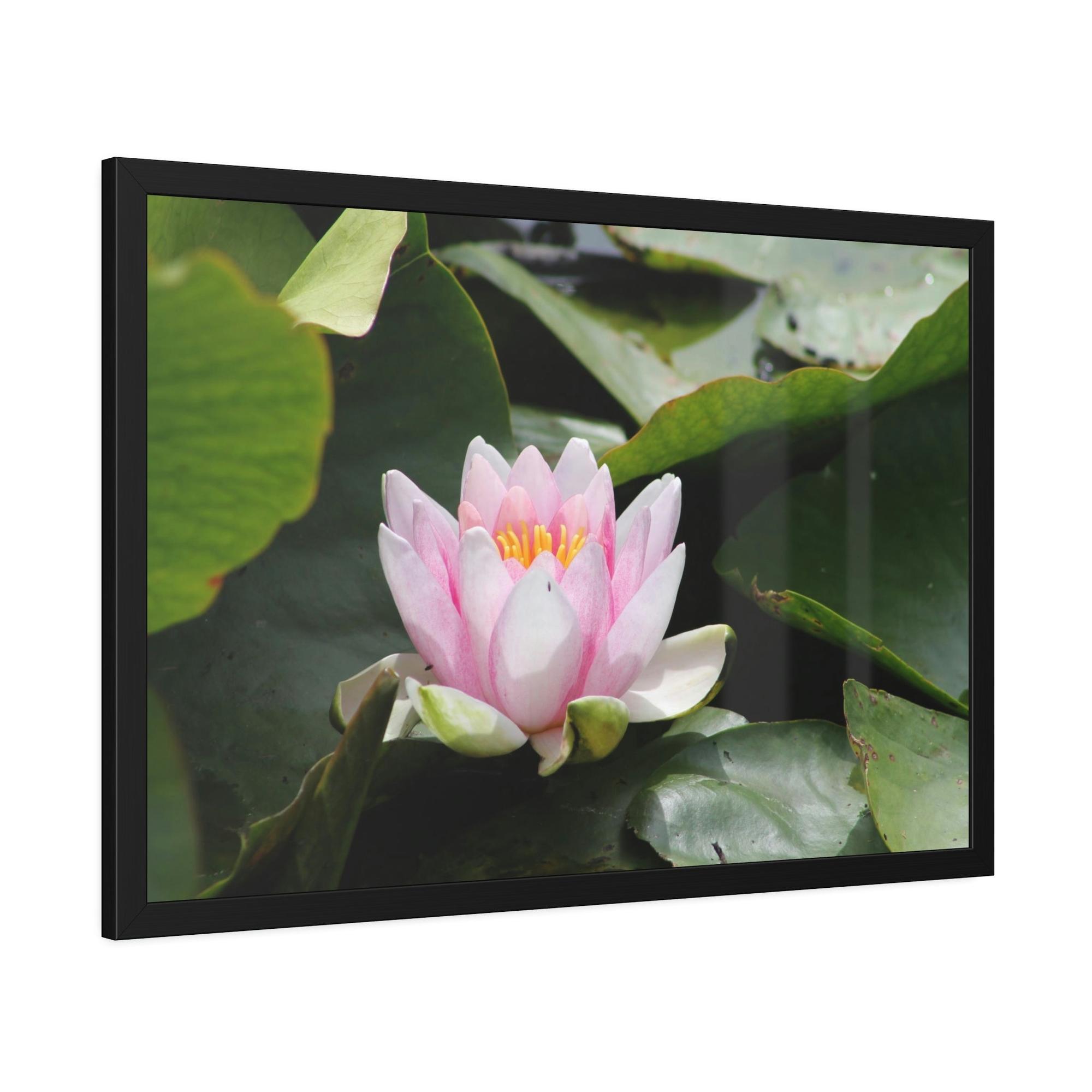 Lotuses Serenity in Lotuses: Natural Canvas & Poster Wall Art