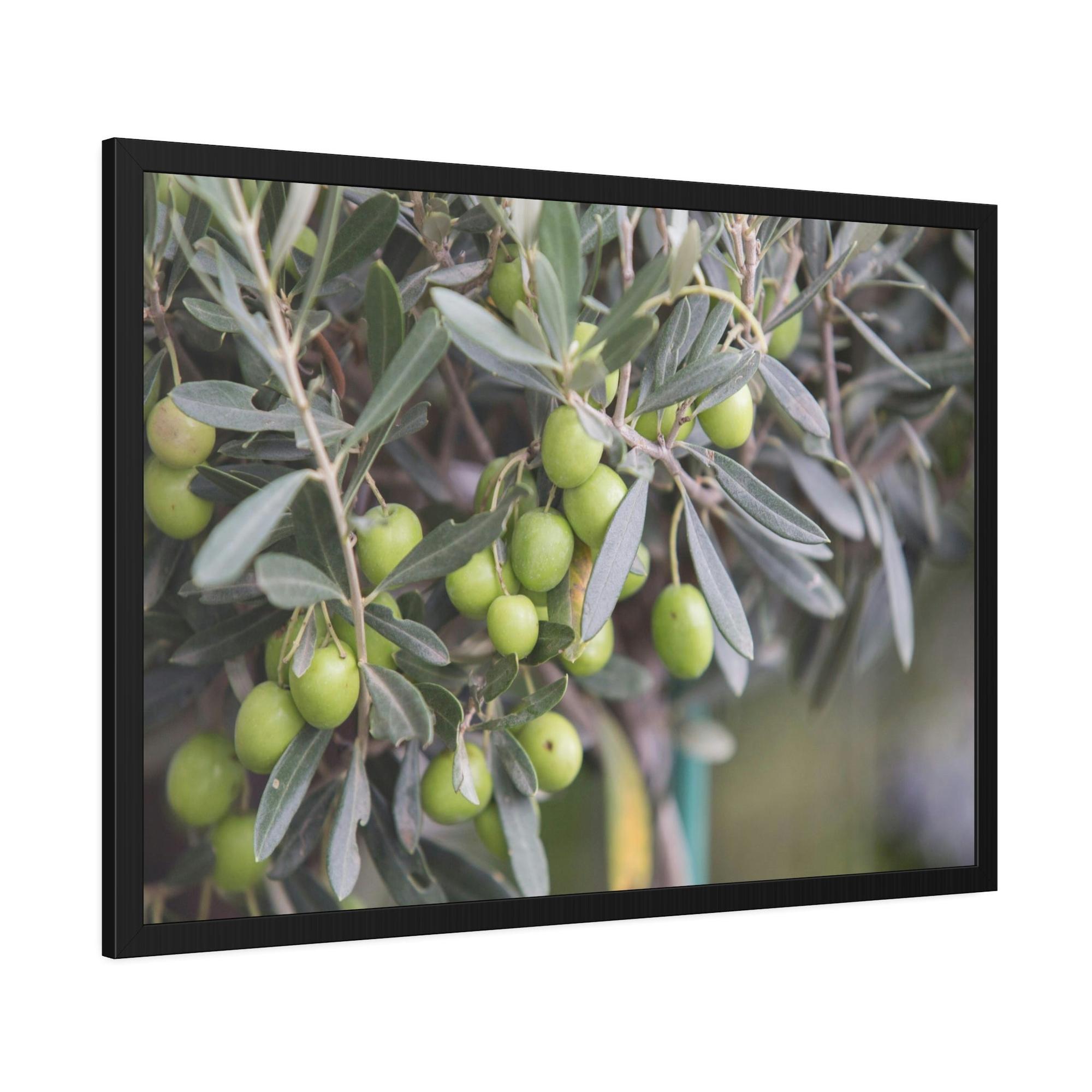 Olive Trees A Grove of Memories: A Nostalgic and Heartfelt Tribute to the Olive Trees' History