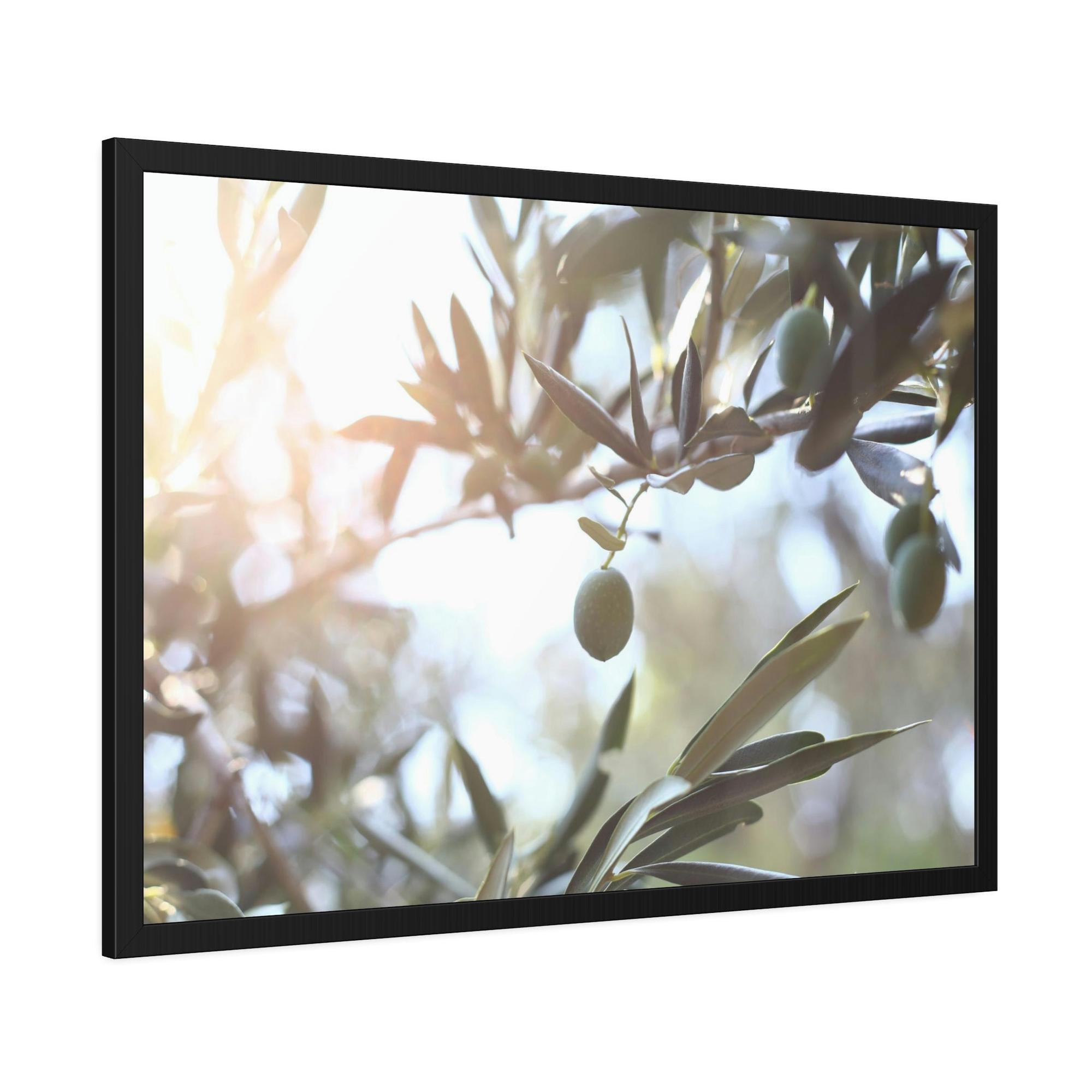 Olive Trees Ancient Wisdom: A Reverential and Timeless Homage to the Ancient Olive Trees