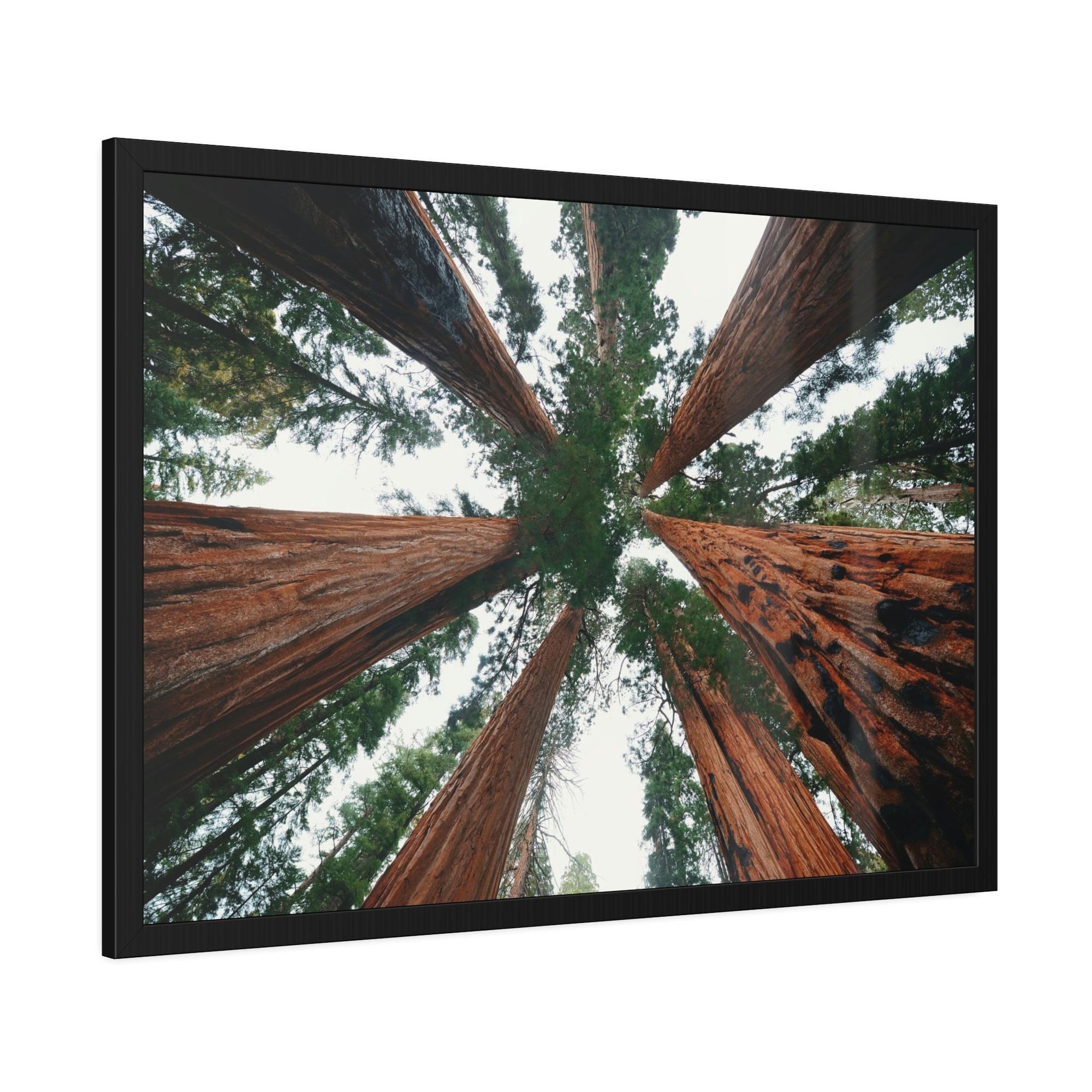 Nebulae Majestic Giants: Redwood Trees