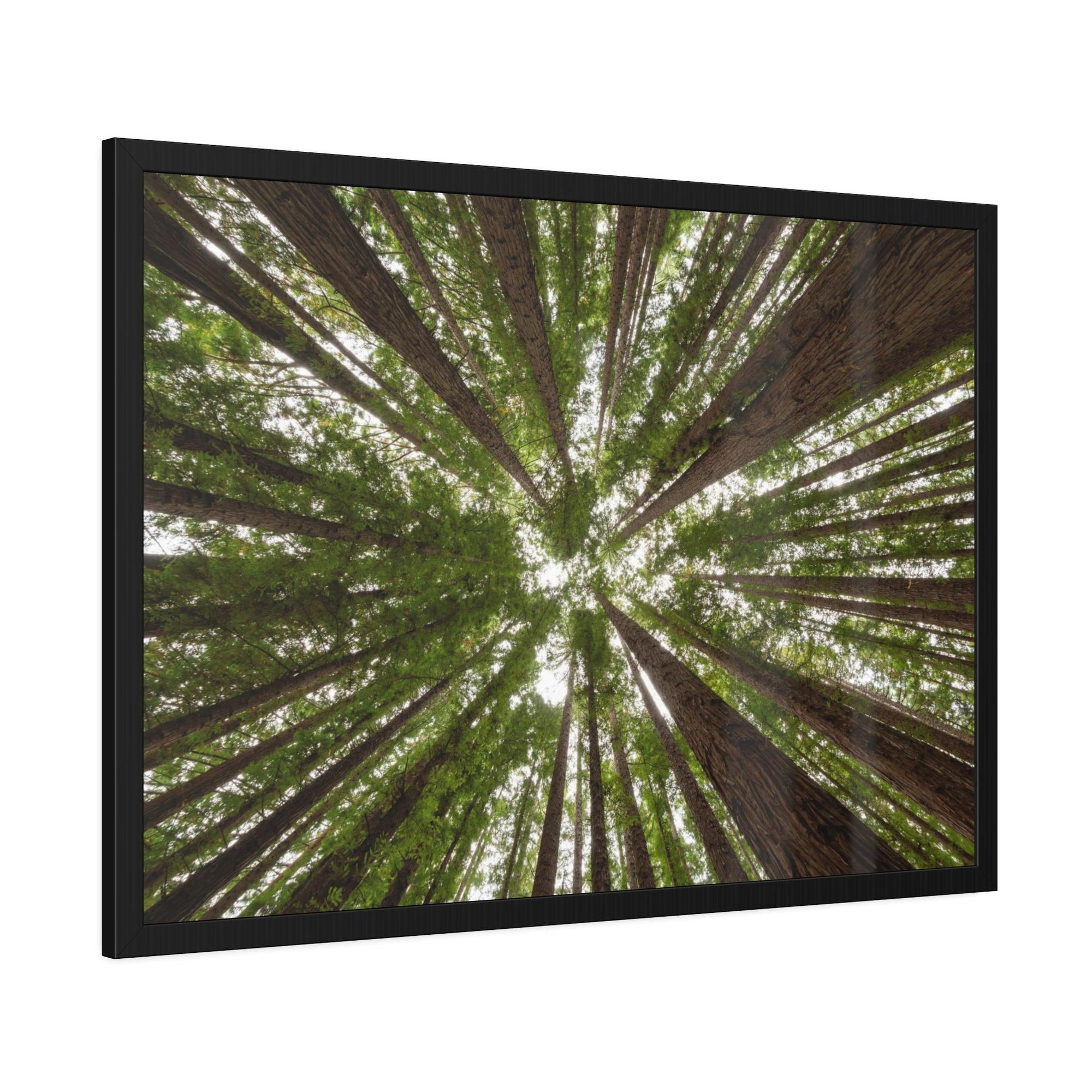 Forest Trees Through the Trees: A Forest Adventure