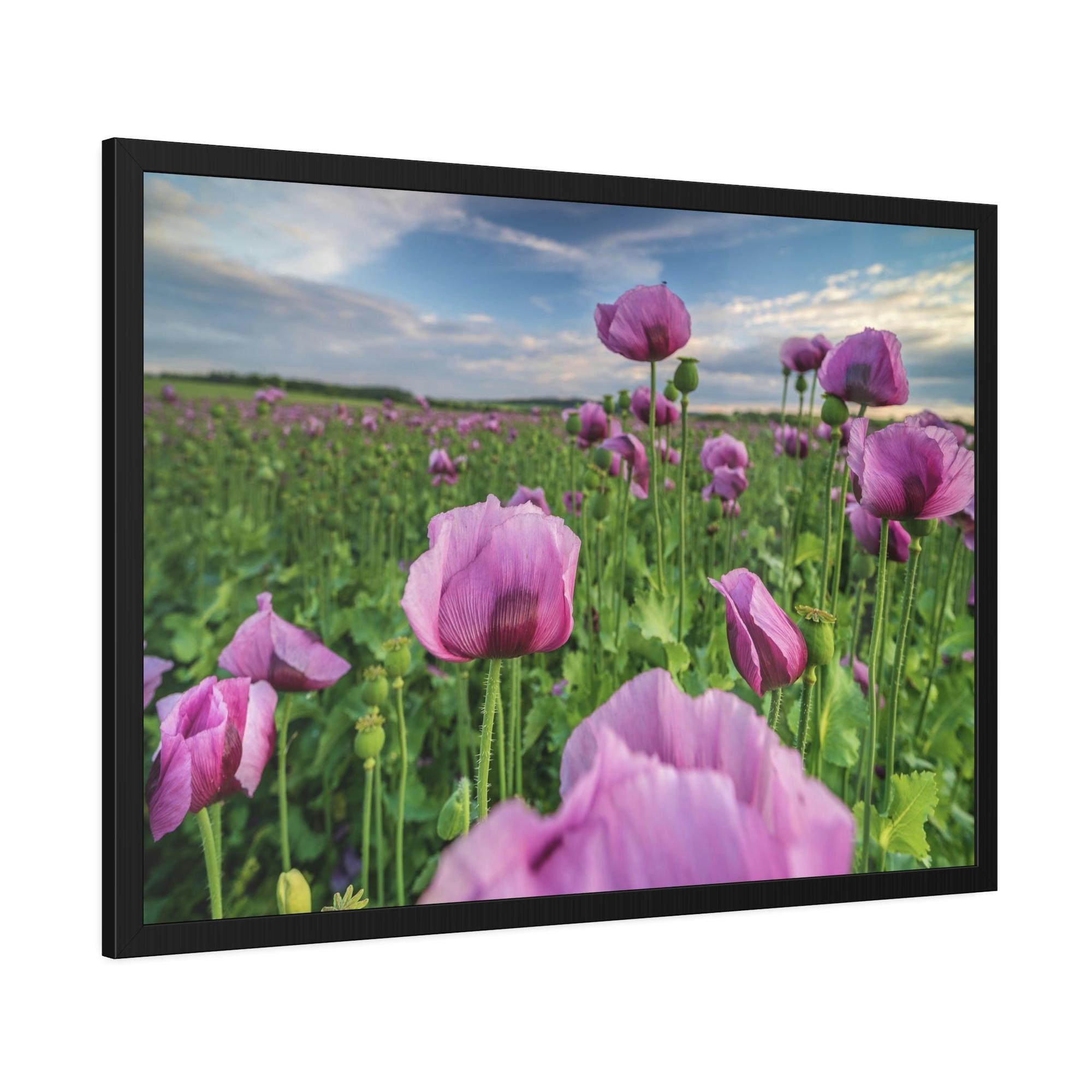 Poppies Poppy Perfection: A Painting of Poppies as a Symbol of Perfection