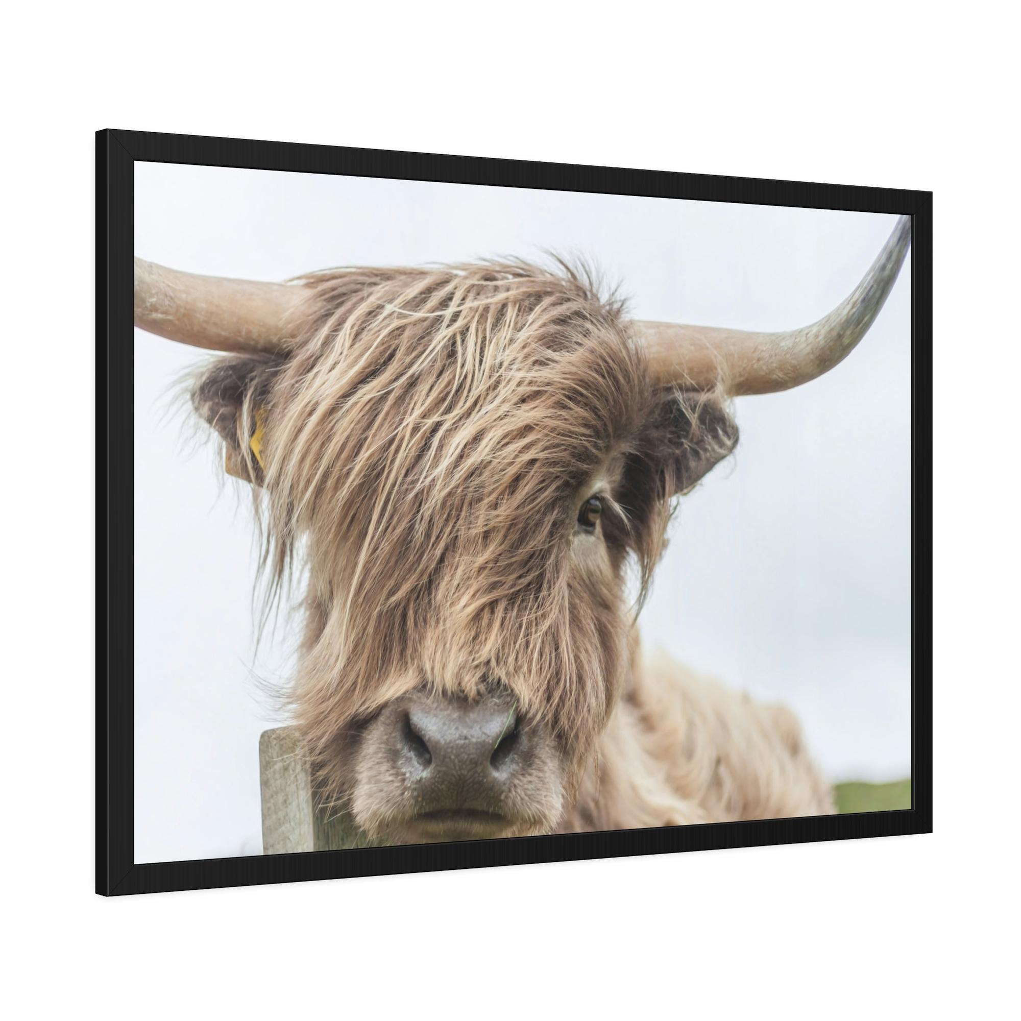 Highland Cow Wilderness Wonder: Wall Art on Canvas of a Majestic Highland Cow in the Wild