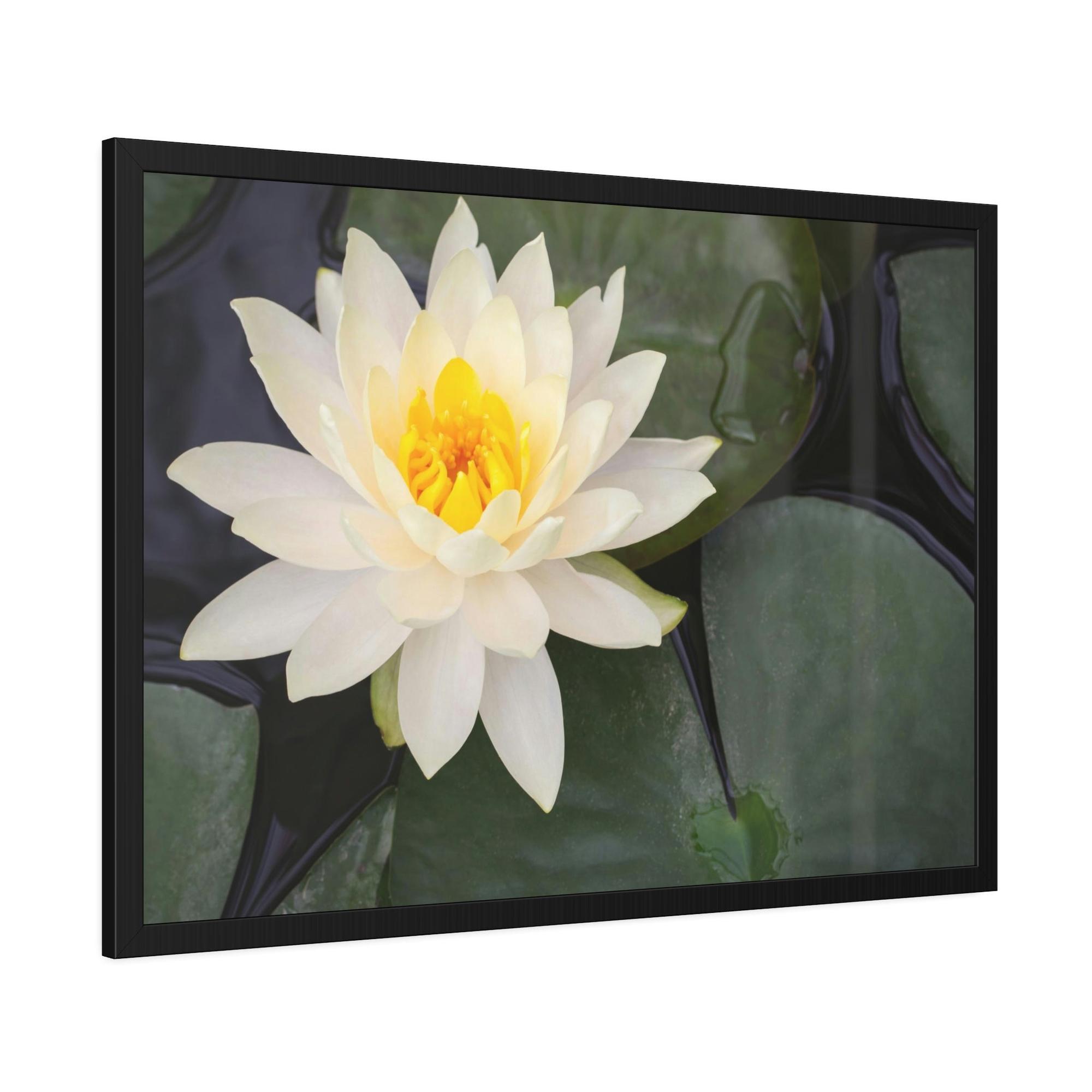 Lilies & Waterlily Lily Serenade: A Symphony of Floral Beauty