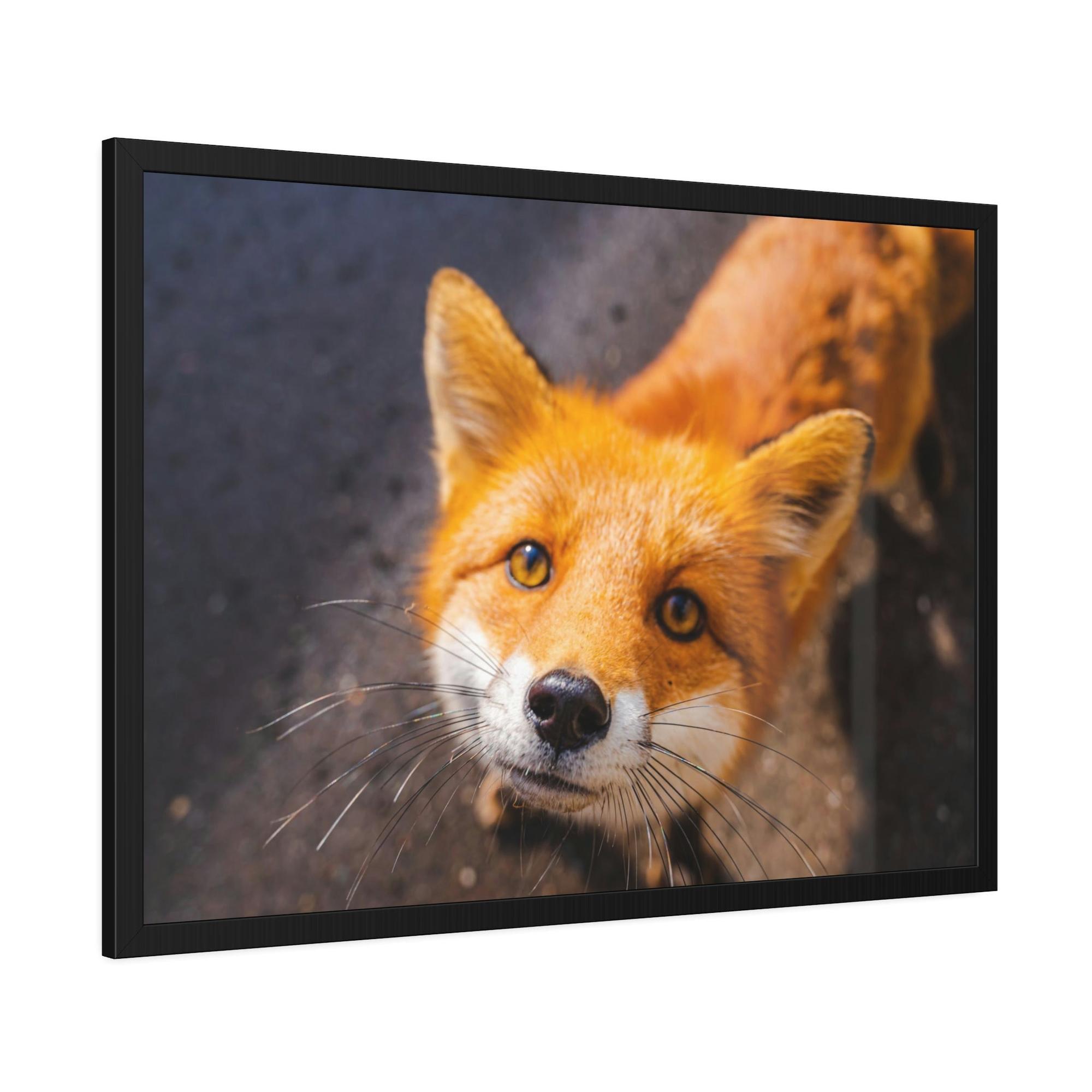 Fox The Mystic Fox: A Mysterious Enigma of the Natural World