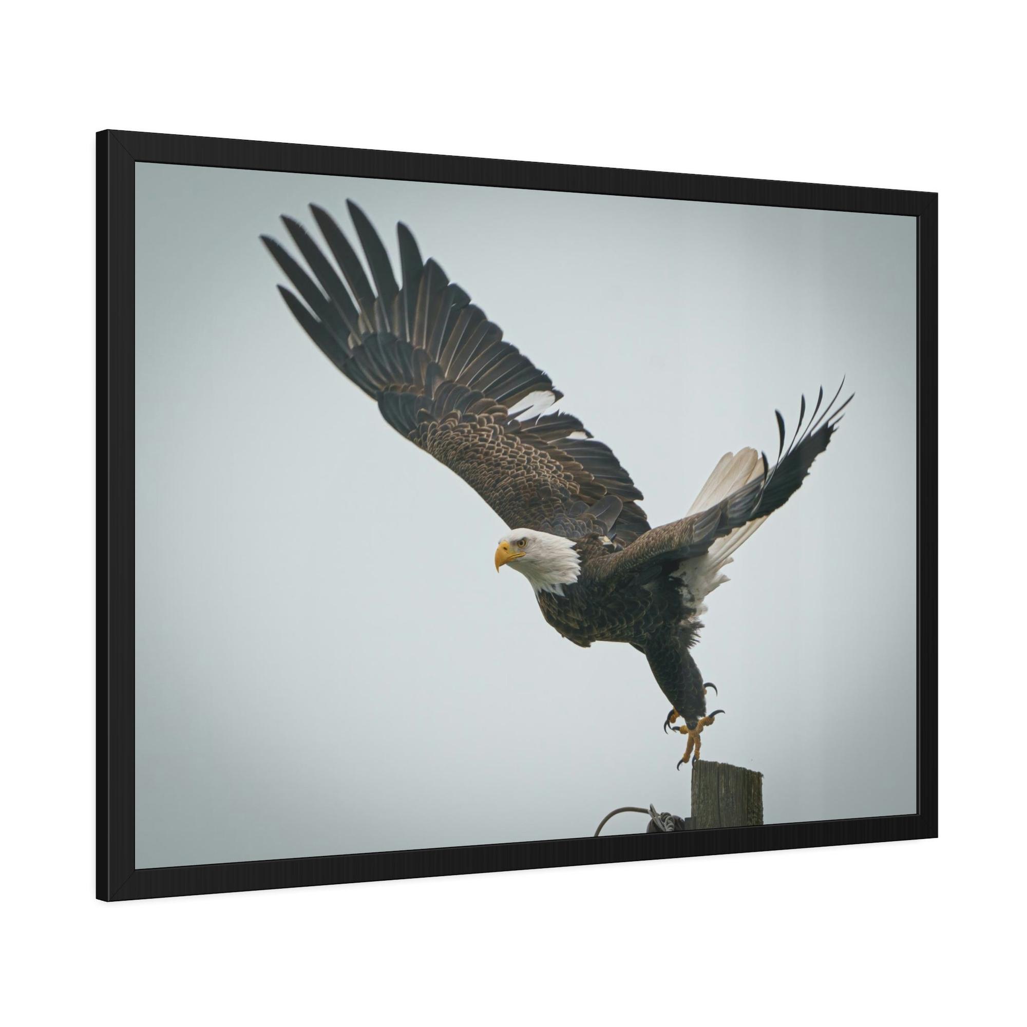 Eagles Eagle's Wings Unbound: Framed Canvas Embracing the Spirit of Freedom