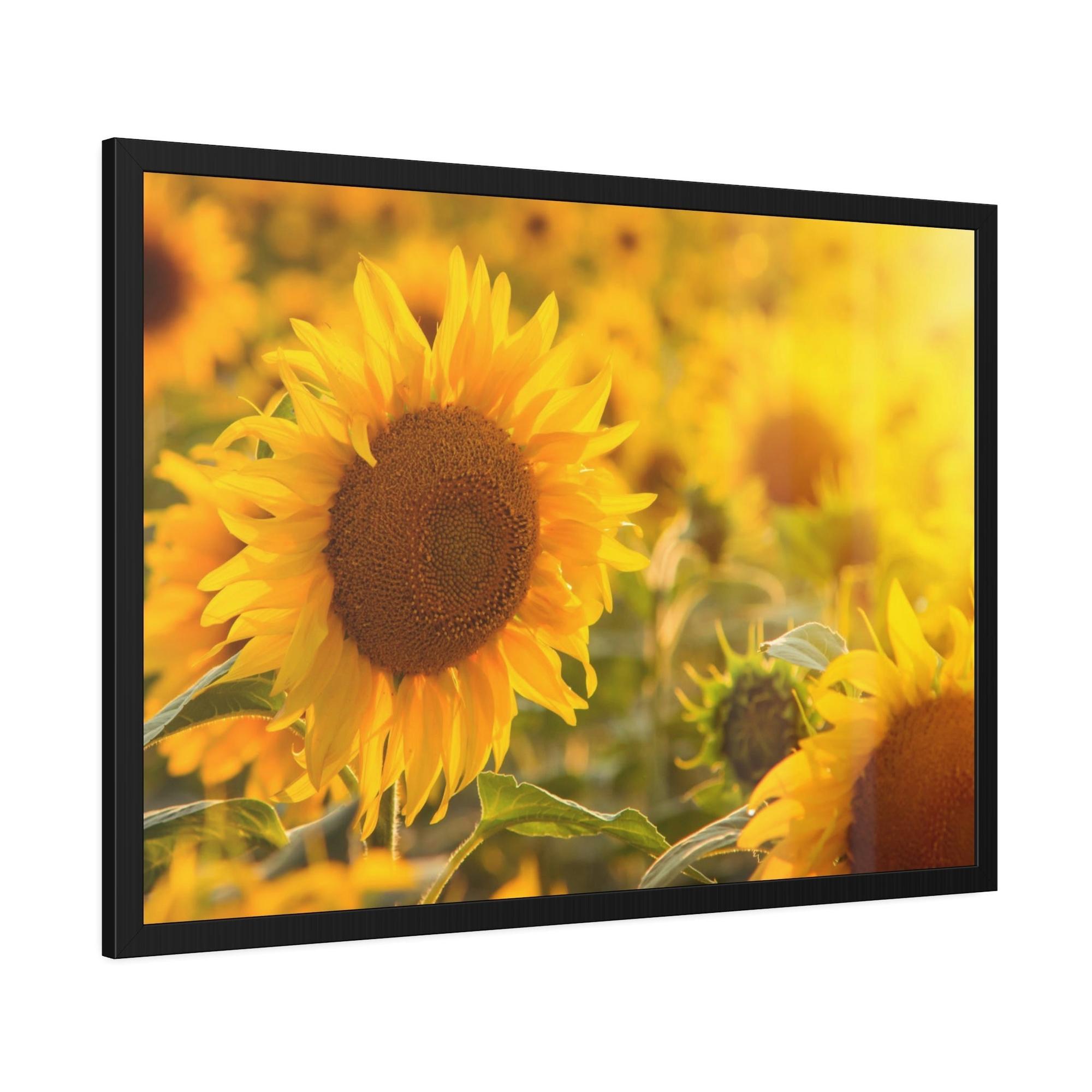 Sunflowers Golden Blooms: A Vibrant Ode to the Beauty of Sunflowers