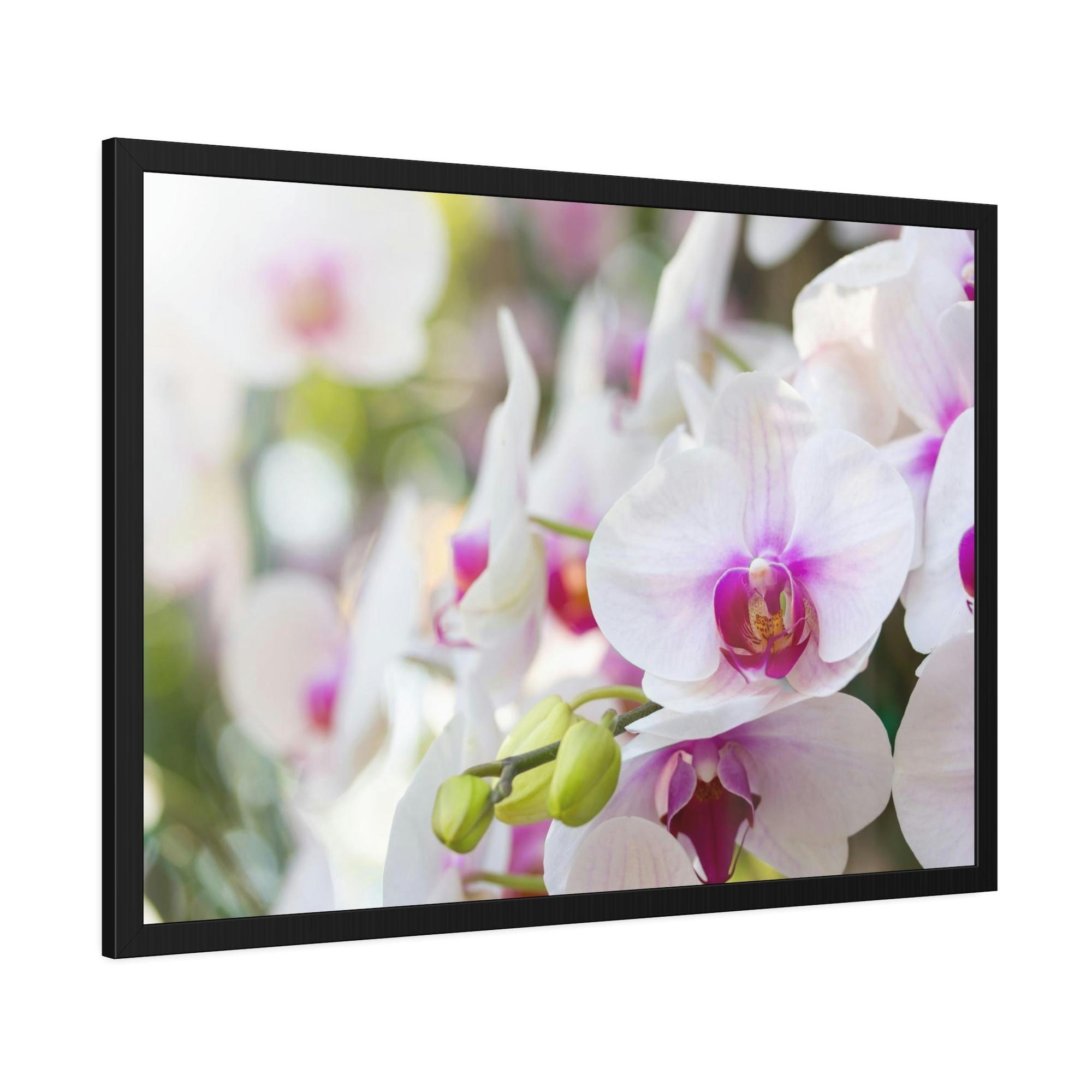 Orchids Floral Symphony: Orchids in Harmony