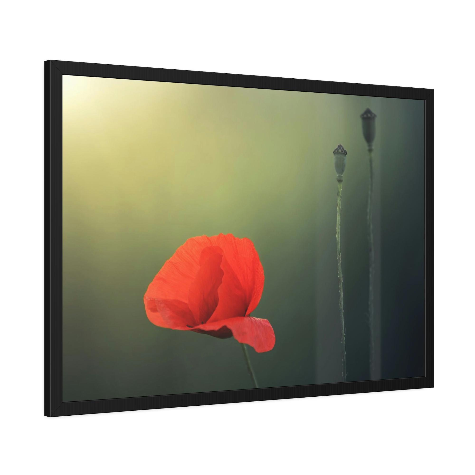 Poppies Pure and Simple: A Painting of a White Poppy as a Symbol of Purity