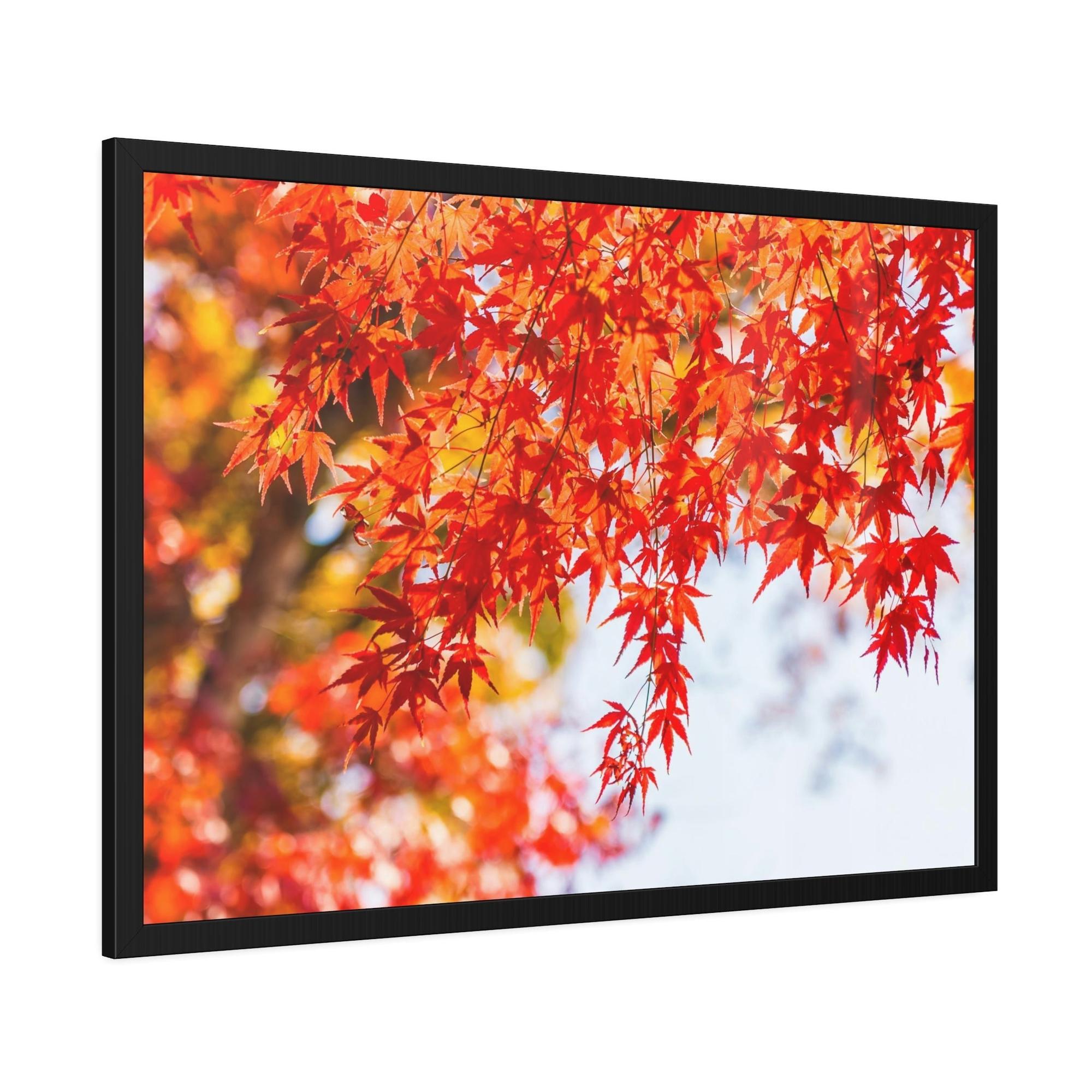 Maple Trees Shades of Red: Maple Trees in Fall