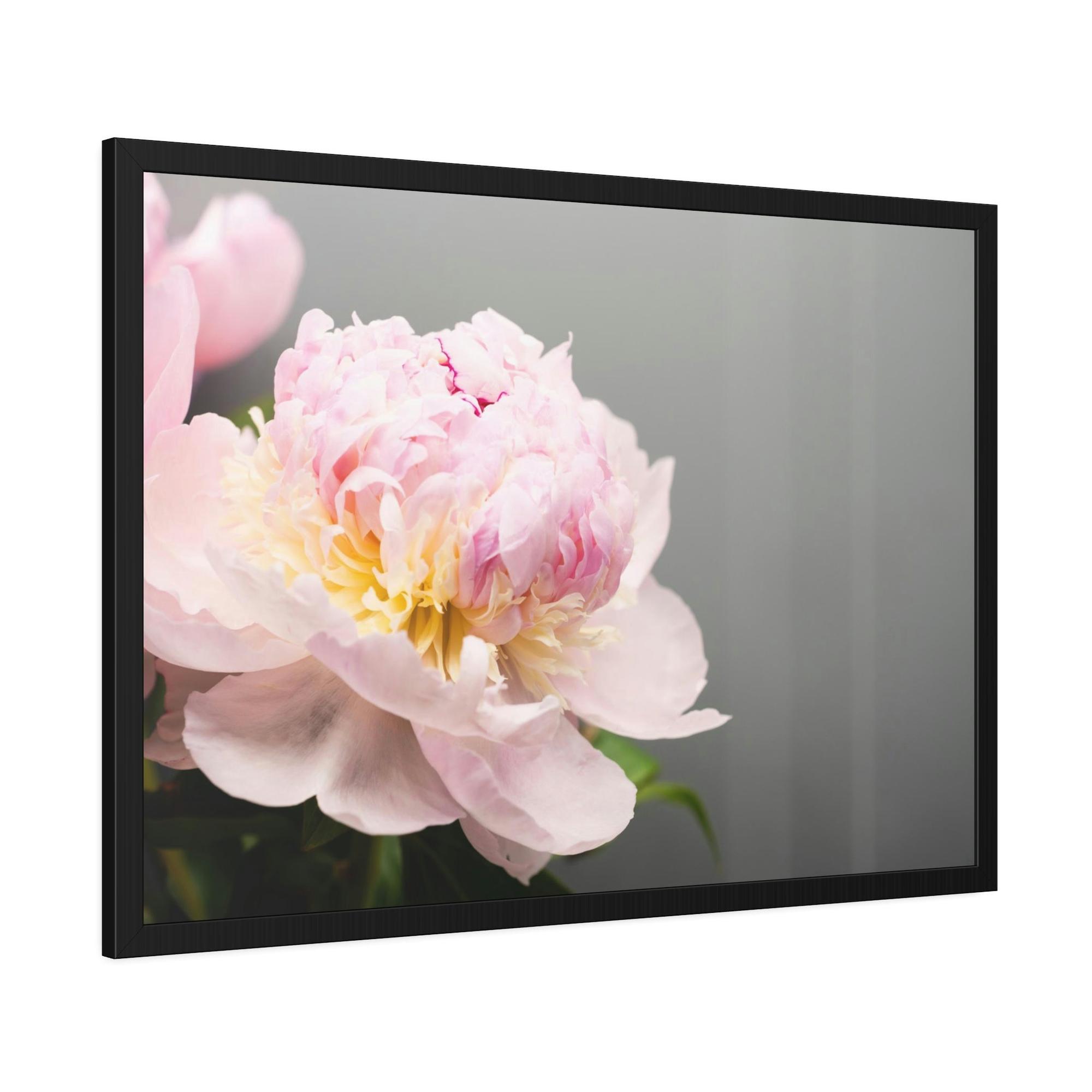 Peonies Peony Purity: A Bouquet of White
