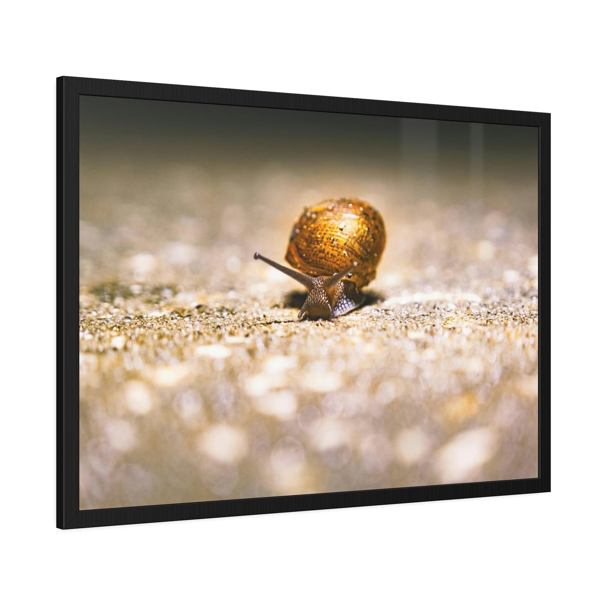 Snails A Slow Journey: Snails on the Move
