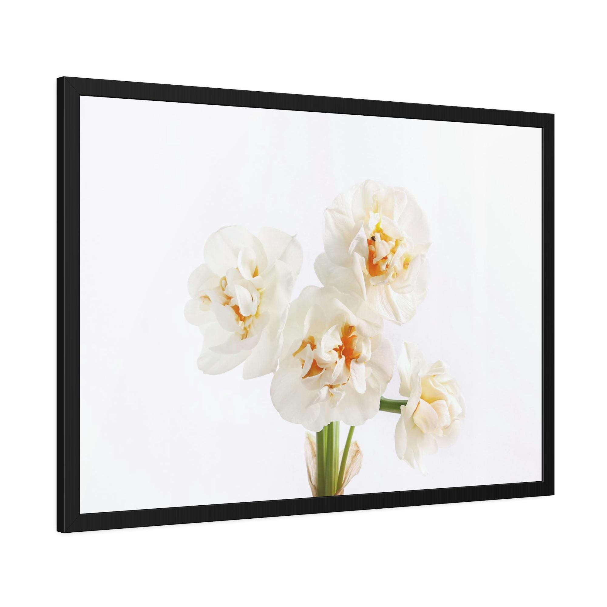 Daffodils Daffodil Harmony: A Peaceful Palette