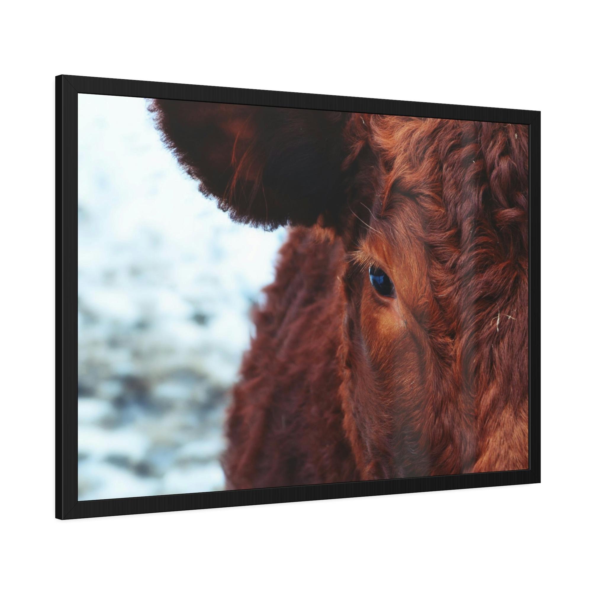 Highland Cow Nelore Cattle Brazil - Wall Art - Wall Art - Animal Canvas